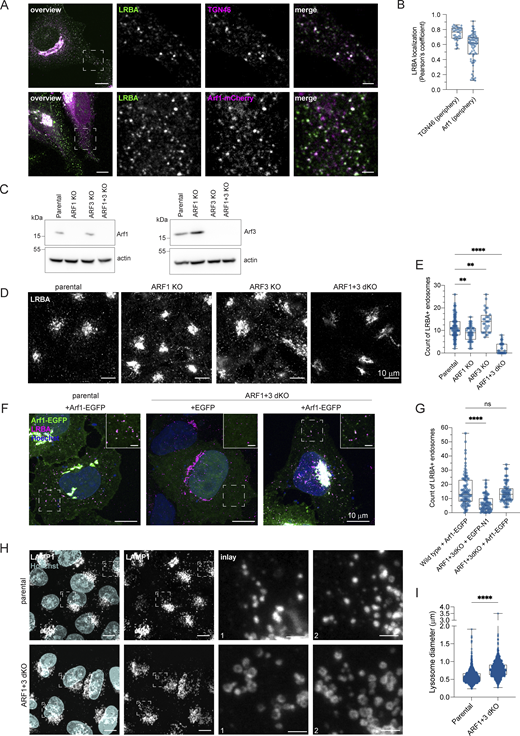 LRBA is recruited onto endosomes by Arf1 and Arf3. (A) Colocalization analysis of LRBA and TGN46 or Arf1 on endosomes in HeLa cells. For the colocalization analysis with the TGN, HeLa cells were fixed with 4% PFA and stained for endogenous TGN46 and LRBA. For colocalization analysis with Arf1, HeLa cells were transfected with ARF1-mCherry, fixed with 4% PFA and stained for endogenous LRBA. Squares show magnification of the perinuclear area. The labeling of the single channels represents the color of the channel on the merged image. Scale bar, 10 μm, inlays 2 μm. (B) Colocalization measurements of LRBA with TGN46 and Arf1 at the cell periphery. To measure LRBA colocalization with TGN46 one ROI per image, with Arf1 two ROIs per image were analyzed and the Pearson’s coefficient was measured using the JACoP plugin in Fiji. Mean and minimum to maximum are shown, the box ranges from the first (Q1–25th percentiles) to the third quartile (Q3–75th percentiles) of the distribution. All data points are shown. TGN46 (periphery) = 40 cells, Arf1 (periphery) = 35 cells from n = 3 biological replicates. (C) Immunoblot analysis of Arf1 and Arf3 expression in parental, ARF1 KO, ARF3 KO, and ARF1+3 dKO HeLa cells. Actin was used as a loading control. (D) LRBA is absent from endosomes in ARF1 and ARF3 dKO HeLa cells. Note that LRBA is still present on the Golgi. Parental, ARF1 KO, ARF3 KO, and ARF1+3 dKO HeLa cells were seeded on coverslips, fixed, and stained for endogenous LRBA. Maximum intensity projections of confocal images are shown. (E) The number of LRBA+ endosomes in parental, ARF1 KO, ARF3 KO, and ARF1+3 dKO cells was measured using two ROIs per cell. Mean and minimum to maximum are shown, box ranges from the first (Q1–25th percentiles) to the third quartile (Q3–75th percentiles) of the distribution. All data points are shown. Parental = 95 cells, ARF1 KO = 49 cells, ARF3 KO = 32 cells, and Arf1+3 dKO = 34 cells were analyzed from n = 3 biological replicates; one-way ANOVA using Dunnett’s multiple comparison, **P = 0.0010 (parental versus ARF1 KO), **P = 0.0097 (parental versus ARF3 KO), ****P < 0.0001. (F) Arf1-EGFP re-expression rescues LRBA+ endosomes absent in ARF1+3 dKO cells. Parental HeLa cells were transfected with Arf1-EGFP, and ARF1+3 dKO cells were transfected either with EGFP as a control or with Arf1-EGFP. Cells were then fixed and stained for endogenous LRBA and with Hoechst. Maximum intensity projection of confocal Z-stacks is shown. Rectangles show the magnified area in the upper right corner. Scale bar on inlays 2 µm. (G) The number of LRBA+ puncta are counted based on data in F. Two ROIs at the cell periphery per cell are analyzed. Mean and minimum to maximum are shown, box ranges from the first (Q1–25th percentiles) to the third quartile (Q3–75th percentiles) of the distribution. All data points are shown. Parental = 49 cells, EGFP rescue = 42 cells, Arf1-EGFP rescue = 39 cells were analyzed from n = 3 biological replicates; Kruskal–Wallis test using Dunn’s multiple comparison, ****P < 0.0001. (H) (Endo)lysosomal structures are enlarged in ARF1+3 dKO cells. Parental and ARF1+3 dKO HeLa cells were seeded on coverslips, fixed, and stained for LAMP1 and with Hoechst. Maximum intensity projections of confocal Z-stacks. Squares show magnification of the (endo)lysosomes. Scale bar, 10 μm, inlays 2 μm. (I) Quantification of lysosome diameter based on images shown in H. The diameter of round lysosomes was measured manually in Fiji. Mean and minimum to maximum are shown, box ranges from the first (Q1–25th percentiles) to the third quartile (Q3–75th percentiles) of the distribution. Parental = 60 cells, ARF1+3 dKO = 64 cells were analyzed from n = 3 biological replicates. All data points are shown. Mann–Whitney test, ****P < 0.0001. Source data are available for this figure: SourceData F7.