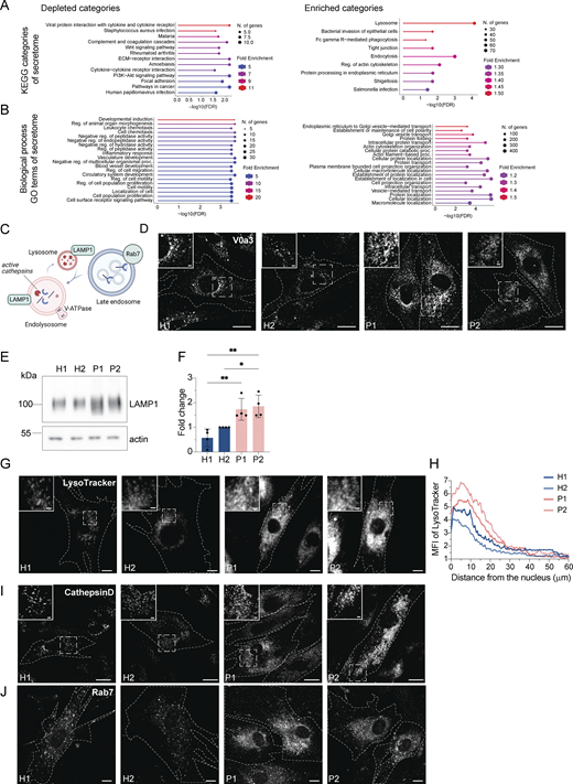 Enlarged (endo)lysosomal structures are acidified and contain active cathepsin D. (A) Gene ontology analysis of enriched and depleted KEGG categories in the patients’ secretome. (B) Gene ontology analysis of enriched and depleted biological processes in the patients’ secretome. (C) Scheme showing Rab7+ late endosome fusing with LAMP1+ lysosomes and becoming endolysosomes. Endolysosomes are acidified and contain active cathepsins in their lumen and vacuolar-ATPase and LAMP1 in their membrane. (D) Visualization of endolysosomes by immunostaining the V0a3 subunit of the lysosomal V-ATPase. Healthy and LRBA-deficient fibroblasts were fixed and stained with V0a3 antibody. Representative confocal images. Cell outlines are marked with a dashed line. Inlays are shown in the top left corner of the images. Scale bar, 10 μm, inlays 2 μm. (E) Immunoblot analysis of LAMP1 protein levels in two healthy and two LRBA-deficient patient-derived fibroblast lines. Actin was used as a loading control. (F) Quantification of LAMP1 levels based on immunoblots shown on panel E from n = 4 biological replicates; one-way ANOVA using Tukey’s multiple comparison; *P = 0.0279, **P = 0.0036 (H1 versus P1), **P = 0.0017 (H1 versus P2). (G) Accumulation of acidified endolysosomes in LRBA-deficient fibroblasts. Fibroblasts were seeded onto imaging chambers, stained with LysoTracker Green and imaged live at 37°C and 5% CO2 atmosphere. Maximum Z-projection of wide-field images are shown. Cell outlines are marked with a dashed line. Inlays are shown in the top left corner of the images. Scale bar, 10 μm, inlays 2 μm. (H) Quantification of the LysoTracker Green intensity along the nucleus-cell periphery axis. A line ROI was drawn from the edge of the nucleus to the cell periphery and LysoTracker Green intensity was measured. Values were normalized to the maximum of each cell and averaged per experiment. The normalized mean of n = 3 biological replicates is plotted along the axis; H1 = 30 cells, H2 = 30 cells, P1 = 30 cells, P2 = 30 cells were analyzed. (I) Cathepsin D is present in accumulating, enlarged (endo)lysosomes. Healthy and LRBA-deficient fibroblasts were fixed and stained with endogenous cathepsin D antibody. Representative confocal images from n = 3 biological replicates. Cell outlines are marked with a dashed line. Inlays are shown in the top left corner of the images. Scale bar, 10 μm, inlays 2 μm. (J) Immunofluorescence analysis of Rab7+ late endosomes in two HDs and two patient-derived fibroblast lines. Representative confocal images. Cell outlines are marked with a dashed line. Scale bar, 10 μm. Source data are available for this figure: SourceData FS2.