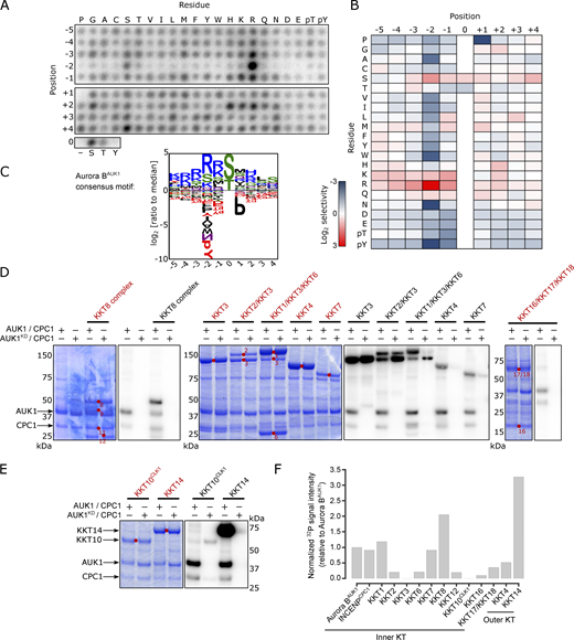 Profiling Aurora BAUK1in vitro substrates. (A) Positional scanning peptide array image of recombinant 3FLAG-Aurora BAUK1/INCENPCPC1. Darker spots indicate preferred residues. The second run is shown in Fig. S3. (B) Quantification of A. Spot intensities were normalized so that the average value within a position was equal to one. The heatmap shows the log2 transformed data (averaged from the two separate runs) with positive selections shown in red and negative selections shown in blue. (C) Aurora BAUK1 substrate motif logo. (D and E) Aurora BAUK1 in vitro kinase assay using the indicated recombinant kinetochore proteins as substrates. The left panel (input) shows the Coomassie Brilliant Blue staining. Substrates are marked with red dots. Phosphorylation was detected by autoradiography. Note that KKT2, KKT3, and KKT10CLK1 are kinases themselves and display autophosphorylation. (F) Normalized 32P signal intensities for indicated proteins relative to Aurora BAUK1 autophosphorylation. The 32P signal intensity for each substrate was normalized to the total protein amount (estimated by measuring the intensity of Coomassie-stained bands). To correct for non-Aurora BAUK1-dependent phosphorylation, the normalized intensities from the kinase-dead controls were subtracted from these values. Source data are available for this figure: SourceData F3.
