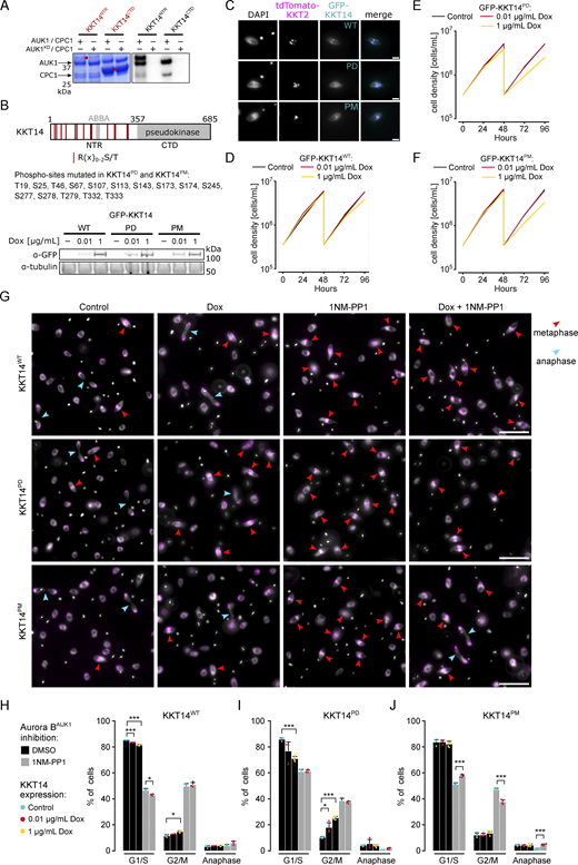 Phosphorylation of KKT14 by Aurora BAUK1regulates anaphase entry. (A) Aurora BAUK1 in vitro kinase assay using the indicated recombinant KKT14 constructs as substrates. The left panel (input) shows the Coomassie Brilliant Blue staining. Substrates are marked with red dots. Phosphorylation was detected by autoradiography. (B) Upper: Schematic representation of KKT14 showing NTR and C-terminal pseudokinase domain (CTD). NTR phosphorylation sites targeted in phosphodeficient (PD) and phosphomimetic (PM) constructs correspond to the Aurora BAUK1 consensus motif (R(x)0-2S/T) and are indicated by red lines. Lower: Western blot showing protein levels of indicated GFP-KKT14 constructs, induced with 0.01 or 1 μg/ml doxycycline for 24 h. Tubulin was used as a loading control. Cell lines: BAP3228, BAP3212, and BAP3213. (C) Representative fluorescence micrographs showing localization of indicated GFP-KKT14 constructs and tdTomato-KKT2 (kinetochore marker). Expression of fusion proteins was induced with 0.01 μg/ml doxycycline and cells were fixed at 24 h. Cell lines: BAP3228, BAP3212, BAP3213. Scale bars, 2 μm. (D–F) Growth curves upon expression of GFP-KKT14WT (D), -KKT14PD (E) and -KKT14PM (F) induced with 0.01 (red) or 1 μg/ml (yellow) doxycycline. Cell densities were measured at 0, 24, 48, 72, and 96 h. Cultures were diluted at 48 h. Data are presented as the mean ± SD of three replicates. Cell lines: BAP3228, BAP3212, BAP3213. (G) Representative fluorescence micrographs showing cell cycle distribution upon indicated treatment conditions. Expression of KKT14 constructs (“Dox”) was induced with 1 μg/ml doxycycline for 24 h. Cells were treated with 2 μM 1NM-PP1 for 4 h to inhibit Aurora BAUK1 kinase activity (“1NM-PP1”). In the rescue condition (“Dox + 1NM-PP1”), expression of indicated KKT14 constructs was induced with 0.01 μg/ml doxycycline for 24 h. TdTomato-KKT2 marks kinetochores and DNA was stained with DAPI. Arrowheads indicate metaphase (red) and anaphase (light blue) cells. Cell lines: BAP3228, BAP3212, and BAP3213. Scale bars, 10 μm. (H–J) Cell cycle profiles upon indicated treatment conditions as in G. All graphs depict the means (bar) ± SD of at least three replicates (dots). A minimum of 300 cells per replicate were quantified. Cell lines: BAP3228, BAP3212, BAP3213. *P < 0.05, **P ≤ 0.01, ***P ≤ 0.001 (two-sided, unpaired t test). Source data are available for this figure: SourceData F5.