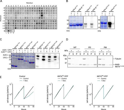 In vitro phosphorylation of CPC and KKT4 fragments by Aurora BAUK1. (A) Positional scanning peptide array image of recombinant 3FLAG-Aurora BAUK1/INCENPCPC1. Darker spots indicate preferred residues. (B and C) Aurora BAUK1 in vitro kinase assay using the indicated recombinant CPC (B) and KKT4 (C) constructs as substrates. The left panel (input) shows the Coomassie Brilliant Blue staining. Substrates are marked with red dots. Phosphorylation was detected by autoradiography. (D) Microtubule cosedimentation assay with 6HIS-KKT4115–343 WT (left), 6HIS-KKT4115–343 PD (center), and 6HIS-KKT4115–343 PM (right) (WT: wild-type, PD: phosphodeficient, PM: phosphomimetic). S and P correspond to supernatant and pellet fractions, respectively. Following S/T sites were mutated to A (PD) or D (PM): T234, T266, T267, T268, T316, T319, T320, S334. (E) Growth curves for indicated cell lines and conditions. RNAi was induced with 1 μg/ml doxycycline to deplete the untagged KKT4 allele and cultures were diluted at day 2. Cell lines: BAP2508, BAP2507, BAP2354. Source data are available for this figure: SourceData FS3.