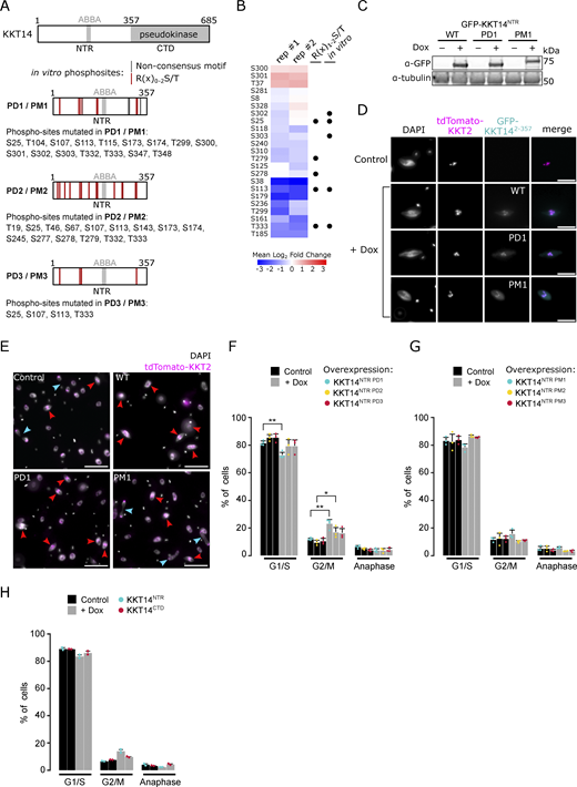 Ectopic expression of KKT14NTRconstructs. (A) Schematic representation of KKT14 showing NTR and C-terminal pseudokinase domain, ABBA motif, and S/T sites mutated to A in phosphodeficient (PD) or to D/E in phosphomimetic (PM) constructs, respectively. PD1/PM1: NTR phosphorylation sites detected by mass spectrometry are indicated by lines (gray: Non-consensus motif, red: R(x)0-2S/T) (Table S2). PD2/PM2: All S/T sites in the NTR corresponding to the AUK1 consensus motif (R(x)0-2S/T) mutated. PD3/PM3: Only S24, S107, S113, and T333 mutated, which are highly conserved among kinetoplastids (Ballmer et al., 2024). (B) Quantification of phosphosites detected in IP-MS analysis of GFP-KKT14NTR from Aurora BAUK1-as1 cells treated with 2 μM 1NM-PP1 or 10 μM MG132 as a control for 4 h (two replicates each, rep #1 and #2) (Table S3). The heatmap shows the log2 fold change the 1NM-PP1-treated samples compared to the control, with positive values shown in red and negative values shown in blue. Black dots indicate whether phospho-sites match the R(x)1-2S/T consensus motif and whether they were detected in vitro. Cell line: BAP2505. (C) Western blot showing protein levels of indicated GFP-KKT14NTR constructs (WT: wild-type, PD1, PM1), induced with 1 μg/ml doxycycline for 24 h. Tubulin was used as a loading control. Cell lines: BAP2924, BAP2925, BAP2928. (D) Representative fluorescence micrographs showing localization of indicated GFP-KKT14NTR constructs and tdTomato-KKT2 (kinetochore marker). Expression of fusion proteins was induced with 1 μg/ml doxycycline and cells were fixed at 24 h. Cell lines: BAP2924, BAP2925, BAP2928. Scale bars, 2 μm. (E) Representative fluorescence micrographs showing cell cycle distribution upon expression of indicated KKT14NTR constructs, induced with 1 μg/ml doxycycline for 24 h. TdTomato-KKT2 marks kinetochores and DNA was stained with DAPI. Arrowheads indicate 2K1N (red) and 2K2N (light blue) cells. Cell lines: BAP2924, BAP2925, BAP2928. Scale bars, 10 μm. (F–H) Cell cycle profiles upon expression of indicated GFP-KKT14NTR constructs. All graphs depict the means (bar) ± SD of at least two replicates (dots). A minimum of 300 cells per replicate were quantified. Cell lines: BAP3206, BAP3207, BAP3208, BAP3209, BAP2924, BAP2925, BAP2928, BAP2386, BAP2387. For each condition, doxycycline-treated cells were compared to the untreated isogenic cell line. *P < 0.05, **P ≤ 0.01, ***P ≤ 0.001 (two-sided, unpaired t test). Source data are available for this figure: SourceData FS4. Refer to the image caption for details.