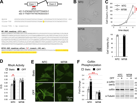 Osteocytes’ actin cytoskeleton organization in response to fluid flow is regulated by P2Y2 activation. (A) Guide RNAs were designed to target the P2ry2 gene of MLO-Y4 cells. The single cell clone M708 exhibited a single point mutation that created an ORG frameshift and a predicted protein sequence that is truncated to 96 aa from the 373 aa native protein. (B) Under visible light, M708 cells display a less dendritic phenotype compared with NTC controls. (C) M708 growth based on cell numbers significantly slowed after 4 days, while the percentage of viable cells remained the same. (D) RhoA activity was measured based on G-LISA following 15 min of OFF. (E) Phalloidin staining of the actin cytoskeleton following 60 min of static or OFF conditions. (F) Representative Western blot analysis and quantification of cofilin phosphorylation in response to 15 min of OFF. Student’s t test was used to identify significant differences between groups (*P < 0.05, **P < 0.01). Bars show means ± SD, and data points represent biological replicates. Source data are available for this figure: SourceData F1.