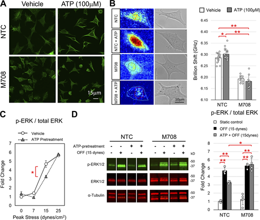 P2Y2 activation increases actin polymerization and decreases osteocytes sensitivity to loading. (A) Representative phalloidin staining of the actin cytoskeleton following treatment with ATP (100 µM) or vehicle for 60 min. (B) Representative images of the Brillion shift and quantification in the following 60 min of ATP (100 µM) or vehicle treatment. (C) Western blot quantification of ERK1/2 phosphorylation in response to 15 min of OFF with a peak shear stress of 7, 15, or 25 dynes/cm2. (D) Representative Western blot and quantification for ERK1/2 phosphorylation in response to 15 minutes of OFF with a peak stress of 15 dynes. Student’s t test was used to identify significant differences between groups (*P < 0.01, **P < 0.001). Bars show means ± SD and data points represent biological replicates. Source data are available for this figure: SourceData F2.
