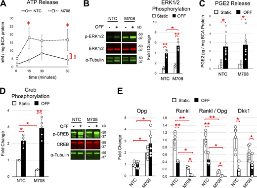 Osteocytes’ response to fluid flow is enhanced in the absence of P2Y2 expression. (A) Extracellular ATP levels were measured in response to 15, 30, and 60 min of OFF. ǂ indicates P < 0.05 versus NTC cells, § indicates P < 0.05 versus 30 min of OFF. (B) Representative Western blot and quantification of ERK1/2 phosphorylation in response to 30 min of OFF. (C) Extracellular PGE2 levels were measured after 60 min of OFF. (D) Representative Western blot and quantification of CREB phosphorylation in response to 30 min of OFF. (E) After 2 h of OFF mRNA expression of Rankl, Opg, and Dkk1 were measured based on qRT-PCR and then normalized to Tbp expression and presented as a fold change relative to NTC static controls. Student’s t test was used to identify significant differences between groups (*P < 0.05, **P < 0.01). Bars show means ± SD and data points represent biological replicates. Source data are available for this figure: SourceData F3.