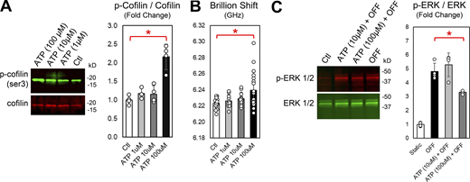 Dose response to ATP in NTC cells. (A) Representative blot and quantification of cofilin phosphorylation in response to 0 (Ctl), 1, 10, and 100 µM ATP treatment for 30 min demonstrate a dose of 100 µM ATP is required to significantly increase cofilin phosphorylation. (C) The Brillouin shift was measured in response to 0 (Ctl), 1, 10, and 100 µM ATP treatment. (B) Representative blot and quantification of ERK phosphorylation after OFF was unaffected when pretreating cells with 10 µM of ATP, but was significantly reduced when pretreating cells with 100 µM of ATP. Bars show mean (± SD) with data points representing individual cells as biological replicates. Student’s t test was used to identify significant differences between groups (*P < 0.01). Source data are available for this figure: SourceData FS3. Refer to the image caption for details.