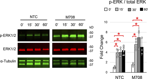 Representative blot and quantification of ERK1/2 phosphorylation in response to 15, 30, and 60 min of OFF. Both NTC and M708 cells revealed a significant increase after 15 min of OFF, which remained significantly elevated after 30 and 60 min of OFF. Student’s t test was used to identify significant differences between groups (*P < 0.01) Bar shows mean (± SD). Source data are available for this figure: SourceData FS4.