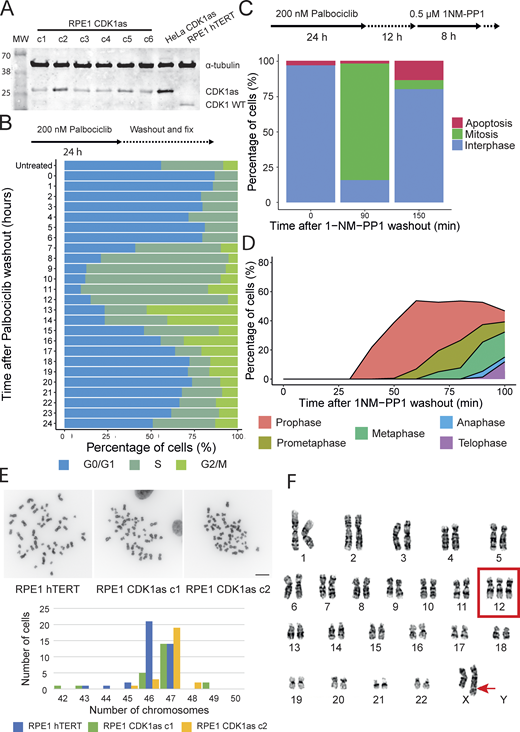 Establishing the CDK1assynchronization system in RPE1 hTERT cells and characterization of the clones. (A) Western blot to detect CDK1as protein in the RPE1 CDK1as clones, parental RPE1 hTERT (left), and HeLa CDK1as (right) are shown as control. (B) Palbociclib block and release treatment for 24 h showing cells in G0/G1 (blue), S phase (dark green), and G2/M (light green). (C) Synchronization protocol (top) with the percentage of cells in interphase (blue), mitosis (green), and apoptosis (red) at 0, 90, and 150 min after the 1NM-PP1 washout. (D) Mitotic index counting the relative number of various mitotic stages. (E) Counts of the number of chromosomes in the RPE1 hTERT (parental cell line) and the 2 RPE1 CDK1as clones, n = 20–50. Scale bar = 10 µm. (F) Representative karyotype of RPE1 CDK1as clone 2 showing an extra chromosome 12 and an insertion in chromosome X, n = 20. Source data are available for this figure: SourceData FS1.