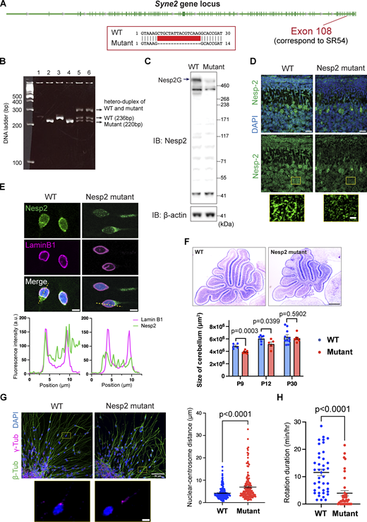 Establishment and validation of a Nesprin-2 mutant mouse line. (A) Annotation of Syne2 gene (NM_001005510.2) from NCBI RefSeq. The deletion site in the mutant mouse line is indicated. Exons are shown as green bars. (B) An example of genotyping results. PCR products from WT and mutant were distinguished by agarose gel electrophoresis. (C) Western blot of the lysates from P9 WT and mutant cerebella. (D) Immunofluorescence of Nesprin-2 in the cerebella from P9 WT and Nesprin2 mutant mice. The zoom-in views of the selected regions are shown. (E) Immunocytochemistry of CGC reaggregate cultures with Nesprin-2 (green) and Lamin B1 (magenta). The fluorescence intensity was analyzed along the dashed yellow lines. (F) Top: Nissl staining of mid-sagittal cryosections of P9 cerebella. Bottom: Area quantification of midsagittal sections of P9, P12, and P30 samples. n = 5, 7, and 10 mice (WT), n = 7, 5, and 9 mice (mutant) from three to four independent experiments. Unpaired t test. (G) Left: Immunocytochemistry of CGC reaggregate cultures stained with β-tubulin (green) and γ-tubulin (magenta). The zoom-in views of the selected regions are shown. Right: Quantification of the nuclear-centrosome distance. n = 205 (WT) and 148 (mutant) cells. Unpaired t test with Welch’s correction. (H) Quantification of nuclear rotation in CGC reaggregate cultures. During time-lapse imaging, duration of the nuclear rotation over 10° was counted. n = 40 (WT) and 38 (mutant) cells from four independent experiments. Unpaired t test. Bars show mean ± SEM. Scale bars, 20 μm in D upper panels; 5 μm in D lower panels, E and G lower panels; 500 μm in F; 50 μm in G upper panels. Source data are available for this figure: SourceData FS2.