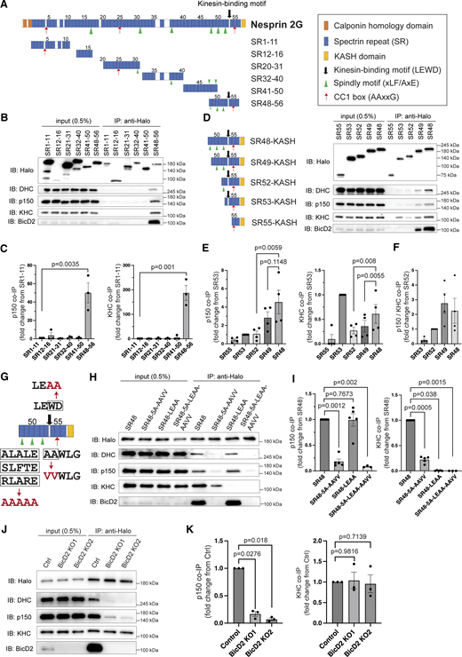 Nesprin-2 recruits dynein–dynactin–BicD2 complex and kinesin-1 via separate but spatially close motifs. (A) Schematic of Nesprin-2 Giant (Nesprin-2G) and the truncated Nesprin-2 SR fragments highlighting the kinesin-binding motif and the putative dynein-dynactin-binding motifs. (B and C) Immunoblotting (B) and quantification (C) of co-immunoprecipitation (co-IP) of HEK293 cell lysate transfected with indicated Halo-tagged Nesprin-2 truncates. n = 3 independent experiments. Ratio paired t test. (D) Schematic of Nesprin-2 C-terminal truncates and co-IP results of HEK293 cells transfected with indicated Halo-tagged Nesprin-2 truncates. (E and F) Quantification of co-IP of endogenous p150 and KHC (E) and the p150/KHC ratio (F). n = 4 independent experiments. Ratio paired t test. (G) Schematic indication of the mutation sites. In SR48-5A-AAVV-KASH, all three Spindly motifs and one CC1-box motif were mutated. In SR48-LEAA-KASH, the LEWD motif was mutated. (H and I) Immunoblotting (H) and quantification (I) of co-IP with Halo-tagged wild-type and mutant SR48-KASH in HEK293 cell lysate. n = 5 independent experiments. Ratio paired t test. (J and K) Immunoblotting (J) and quantification (K) of co-IP with Halo-tagged SR48-KASH in control (Ctrl) or BicD2 knockout (KO) HEK293 cell lysates. BicD2 KO1 and KO2 are two independently isolated KO cell lines. n = 3 independent experiments. Ratio paired t test was used to compare with Ctrl. IB, immunoblotting; IP: immunoprecipitation. Bars show mean ± SEM. Source data are available for this figure: SourceData F2. Refer to the image caption for details.