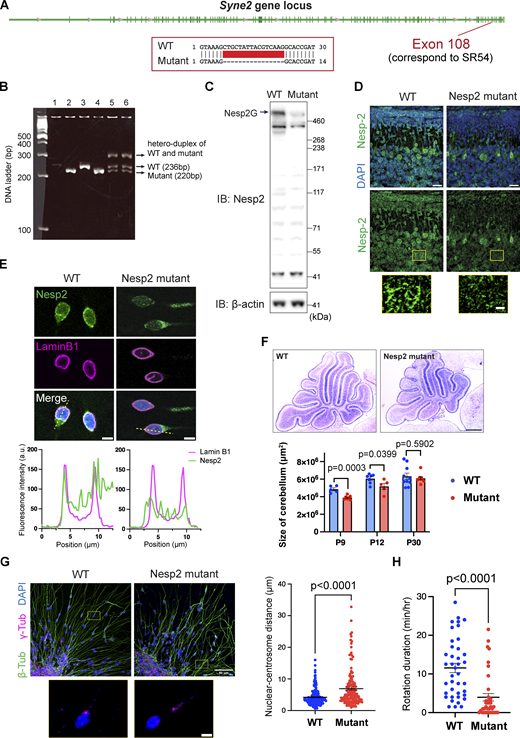 Establishment and validation of a Nesprin-2 mutant mouse line. (A) Annotation of Syne2 gene (NM_001005510.2) from NCBI RefSeq. The deletion site in the mutant mouse line is indicated. Exons are shown as green bars. (B) An example of genotyping results. PCR products from WT and mutant were distinguished by agarose gel electrophoresis. (C) Western blot of the lysates from P9 WT and mutant cerebella. (D) Immunofluorescence of Nesprin-2 in the cerebella from P9 WT and Nesprin2 mutant mice. The zoom-in views of the selected regions are shown. (E) Immunocytochemistry of CGC reaggregate cultures with Nesprin-2 (green) and Lamin B1 (magenta). The fluorescence intensity was analyzed along the dashed yellow lines. (F) Top: Nissl staining of mid-sagittal cryosections of P9 cerebella. Bottom: Area quantification of midsagittal sections of P9, P12, and P30 samples. n = 5, 7, and 10 mice (WT), n = 7, 5, and 9 mice (mutant) from three to four independent experiments. Unpaired t test. (G) Left: Immunocytochemistry of CGC reaggregate cultures stained with β-tubulin (green) and γ-tubulin (magenta). The zoom-in views of the selected regions are shown. Right: Quantification of the nuclear-centrosome distance. n = 205 (WT) and 148 (mutant) cells. Unpaired t test with Welch’s correction. (H) Quantification of nuclear rotation in CGC reaggregate cultures. During time-lapse imaging, duration of the nuclear rotation over 10° was counted. n = 40 (WT) and 38 (mutant) cells from four independent experiments. Unpaired t test. Bars show mean ± SEM. Scale bars, 20 μm in D upper panels; 5 μm in D lower panels, E and G lower panels; 500 μm in F; 50 μm in G upper panels. Source data are available for this figure: SourceData FS2. Refer to the image caption for details.