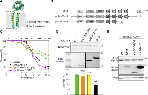 The C-terminal domain of Spc2 is important for N-length-dependent signal sequence cleavage. (A) Structures of human SPCS2 (PDB: 7P2P) and yeast Spc2 (predicted by AlphaFold2, UniProt ID Q04969) are overlaid. (B) Secondary structures of the predicted Spc2. (C) Cleavage efficiencies of N#CPYt(h) variants in spc2Δ cells with SPC2, spc2-ΔCD(58), and spc2-TM2*. Data of N#CPYt(h) variants in the spc2Δ cells in Fig. 1 (C) are shown for comparison. At least three independent experiments were carried out (n = 3/data point), and the average is shown with the standard deviation. P values between spc2Δ+SPC2 and spc2Δ+ spc2-ΔCD(58) strains were calculated by multiple two-tailed t tests; n.s., P > 0.05; *, P ≤ 0.05; **, P ≤ 0.01; ***, P ≤ 0.001; ****, P ≤ 0.0001. (D) Cleavage efficiency of N26CPYt(h) in spc2Δ cells with EV, spc2-ΔCD(58), spc2-ΔCD(23) or SPC2 (under the GPD promoter). The expression levels of Spc2 in the indicated strains were assessed by western blotting using anti-FLAG antibodies recognizing Spc2-FLAG. At least three independent experiments were carried out (n = 3/data point), and the average is shown with the standard deviation. P values were calculated by multiple two-tailed t tests; n.s., P > 0.05; ***, P ≤ 0.001. (E) Whole-cell lysates from the spc2Δ,SPC3HA strain carrying an empty vector (EV), SPC2 (under its own promoter), spc2-ΔCD(58), and spc2-TM2* were analyzed by western blotting. PgK is a loading control. Source data are available for this figure: SourceData F2.