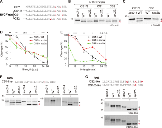 Recognition of signal sequence cleavage sites in the spc2Δ strain. (A) Signal sequences of CPYt and N#CPYt(h) cleavage site (CS) variants. (B) N16CPYt(h) CS1/2, CS1 and CS2 in the spc3-4, WT, and spc2Δ strains were pulse-labeled and subjected to Endo H treatment prior to SDS-PAGE. (C) N16CPYt(h) CS1/2 and CS0 in the spc3-4 and WT strains were assessed by pulse labeling. (D) Cleavage efficiencies of N#CPYt(h) CS2 variants in the spc2Δ strain (green). (E) CS2 variants in the spc2Δ strain (green). Cleavage profiles of CS2 or CS1 variants in the spc1Δ strain (red) (Yim et al., 2021) are shown for comparison. Three independent experiments were carried out (n = 3/data point), and the average is shown with the standard deviation. P values between CS1 variants in the WT and spc2Δ, and between CS2 variants in the WT and spc2Δ were calculated by multiple two-tailed t tests; n.s., P > 0.05; *, P ≤ 0.05; **, P ≤ 0.01; ***, P ≤ 0.001; ****, P ≤ 0.0001. (F and G) Signal sequences and the downstream residues of Rrt6 (F) and its CS variants (G). Mutated residues are colored in red, and potential cleavage sites are indicated with an arrow (↓). The indicated Rrt6 CS variants in the spc3-4, WT, and spc2Δ strains were analyzed by pulse labeling. A representative of at least three experiments is shown. De-glycosylated full-length and cleaved products are indicated in unfilled black and red arrows, respectively. Source data are available for this figure: SourceData F4. Refer to the image caption for details.