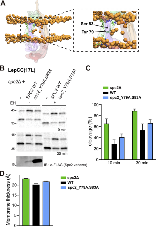 Effects of polar residues in Spc2 TM on membrane thickness. (A) Localization of the polar (green) and charged (blue for negative, red for positive) residues of Spc2 within the TM window allow for deeper-lying phosphate headgroups within the membrane. (B) LepCC(17L) in spc2Δ cells with an empty vector (−), SPC2, spc2-Y79A, S83A were analyzed by pulse labeling for 10 and 30 min. Bottom: Expression of Spc2 (under its endogenous promoter in the CEN plasmid) and spc2-Y79A,S83A (under the GPD promoter in 2 µm plasmid) is shown. (C) Cleavage (%) was quantified and plotted as in Fig. 6 B. Three independent experiments were carried out, and the average is shown with the standard deviation. (D) Membrane thickness in the TM window for yeast SPC without Spc2 (spc2Δ), with Spc2 (WT) and with a double mutated variant of Spc2 (spc2_Y79A, S83A), embedded in a model of the yeast ER membrane, computed from Martini 3 CGMD simulations. Average values across five 20 μs simulations per system for spc2Δ and WT, and four 4 μs simulations for spc2_Y79A, S83A are shown with the standard error of the mean. Source data are available for this figure: SourceData F6. Refer to the image caption for details.