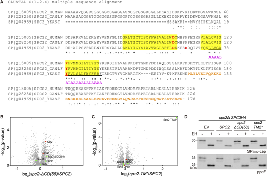 Presents sequences and data related to Spc2, its homologs and mutants. (A) Sequence alignment of Spc2 homologs (human, canine and S. cerevisiae). Predicted TMs are in yellow. Underlined sequences were replaced with the 4L/15A hydrophobic segment in Spc2-TM2* (shown in magenta). Orange colored sequences were truncated in Spc2-ΔCD(58) and orange colored sequences in italic were truncated in Spc2-ΔCD(23). (B and C) The volcano plots comparing the proteomes from spc2Δ cells carrying SPC2 and spc2-ΔCD(58) (B) or SPC2 and spc2-TM2* (C) as quantified from mass spectrometry (Data S2). The relative abundances of Sec11, Spc3, Spc2, and Sbh2 are indicated in green circles, and Pdi1 and Kar2 in red square. (D) Cleavage of SPSuc2-Lep (Hessa et al., 2009) and ppαF in the spc2Δ, SPC3HA strain carrying an empty vector (EV), SPC2, spc2-ΔCD(58), and spc2-TM2* was analyzed by pulse labeling. Source data are available for this figure: SourceData FS1.