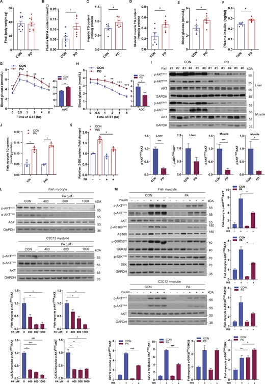 PA triggers systemic and cellular insulin resistance. (A–F and I) Fish were fed with CON or PO diet for 10 wk. After 12 h fasting, final body weight and blood glucose were measured; plasma, liver, and muscle samples were collected. (A) Final body weight of fish fed different diets (n = 10 fish per group). (B) Plasma nonesterified free fatty acid (NEFA) of fish fed different diets (n = 8 fish per group). (C and D) TG levels in liver (C) and skeletal muscle (D) were measured in fish fed different diets (n = 6 fish per group). (E and F) Blood glucose (E) and plasma insulin levels (F) were measured in fasted fish fed different diets (n = 6 fish per group). (G and H) Glucose tolerance (GTT, G) and insulin tolerance tests (ITT, H) were evaluated in fish after treatment with different diets (n = 6 fish per group). (I) Phosphorylation levels of AKT were measured by immunoblotting in the liver and skeletal muscle of fish fed different diets (n = 6 fish per group). (J) TG levels in fish myocytes were analyzed under control or 500 μM PA treatment for 12 h or 24 h (n = 3 independent wells per treatment). (K) Insulin-stimulated glucose uptake was detected by 2-DG uptake assays under control or 500 μM PA treatment for 12 h in fish myocytes (n = 3 independent wells per treatment). (L) Phosphorylation levels of AKT in fish myocytes and C2C12 myotubes were tested by immunoblotting in the presence of the indicated concentrations of PA for 12 h (n = 3 independent wells per treatment). (M) Phosphorylation levels of the indicated proteins in fish myocytes and C2C12 myotubes were detected by immunoblotting (n = 3 independent wells per treatment). Cells were pretreated with control or 500 μM PA for 12 h, and then stimulated with 100 nM insulin for 5 min. The results are presented as the mean ± SEM and were analyzed using independent t tests (*P < 0.05, **P < 0.01, ***P < 0.001). Source data are available for this figure: SourceData F1.