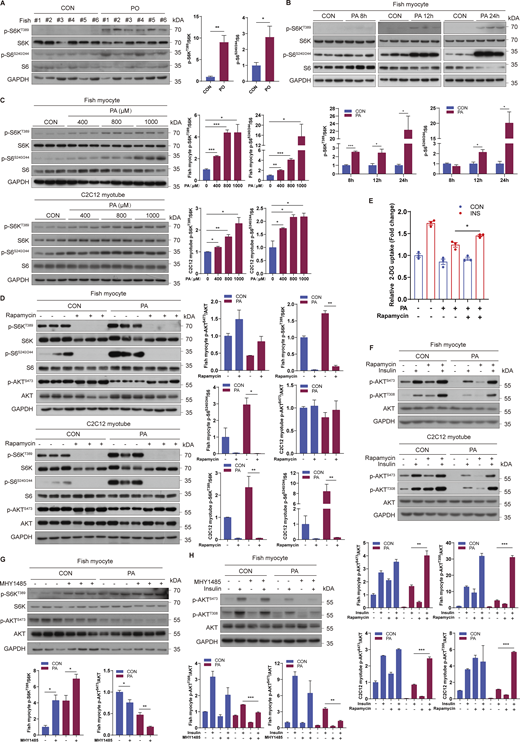 Hyperactivation of mTORC1 is associated with PA-induced insulin resistance. (A) mTORC1 pathway activity was measured by immunoblotting for the phosphorylation of S6K and S6 in the skeletal muscle of fish fed CON or PO diet (n = 6 fish per group). (B) mTORC1 pathway activity was tested by immunoblotting in fish myocytes under control or 500 μM PA treatment for 8, 12, and 24 h (n = 3 independent wells per treatment). (C) mTORC1 pathway activity was assayed by immunoblotting in fish myocytes and C2C12 myotubes in the presence of the indicated concentrations of PA for 12 h (n = 3 independent wells per treatment). (D) mTORC1 pathway activity was analyzed by immunoblotting in fish myocytes and C2C12 myotubes under control or 500 μM PA treatment in the presence or absence of 500 nM rapamycin for 12 h (n = 3 independent wells per treatment). (E) Insulin-stimulated glucose uptake was detected by 2-DG uptake assays in fish myocytes under control or 500 μM PA treatment with or without 500 nM rapamycin for 12 h (n = 3 independent wells per treatment). (F) Phosphorylation levels of AKT in fish myocytes and C2C12 myotubes were detected by immunoblotting (n = 3 experimental replicates). Cells were pretreated with control or 500 μM PA treatment in the presence or absence of 500 nM rapamycin for 12 h and then stimulated with 100 nM insulin for 5 min. (G) mTORC1 pathway activity was measured by immunoblotting in fish myocytes under control or 500 μM PA treatment with or without 10 μM MHY1485 for 12 h (n = 3 independent wells per treatment). (H) Phosphorylation levels of AKT in fish myocytes were tested by immunoblotting (n = 3 experimental replicates). Cells were pretreated with control or 500 μM PA treatment in the presence or absence of 10 μM MHY1485 for 12 h and then stimulated with 100 nM insulin for 5 min. The results are presented as the mean ± SEM and were analyzed using independent t tests (*P < 0.05, **P < 0.01, ***P < 0.001). Source data are available for this figure: SourceData F2.