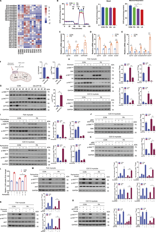 Mitochondrial fatty acid β oxidation is required for PA-induced mTORC1 activation and insulin resistance. (A) Heat map of the contents of acyl-CoAs and acyl-carnitines in fish myocytes treated with 500 μM PA, OA, or LA for 12 h. The relative fold change for each factor in each sample is represented as the relative average increase (red) or decrease (blue) (n = 3 independent wells per treatment). (B) Oxygen consumption rate (OCR) traces as measured by seahorse XF 24 Flux Analyzer in fish myocytes treated with 500 μM PA, OA or LA for 12 h (n = 3 independent wells per treatment). (C) Relative mRNA levels of mitochondrial fatty acid β oxidation-related genes were analyzed by quantitative PCR in the muscle of fish fed CON or PO diet (n = 4 fish per group). (D and E) Relative mRNA levels of mitochondrial fatty acid β oxidation-related genes were measured by quantitative PCR in fish myocytes (D) and C2C12 myotubes (E) with control or 500 μM PA treatment for 12 h (n = 3 independent wells per treatment). (F) Schematic representation of the main cellular pathways involved in mitochondrial fatty acid β oxidation. (G) The activities of mTORC1 and AKT were analyzed via immunoblotting in fish with intraperitoneal injection of control dsRNA or dsRNA targeting CPT1B for 36 h (n = 6 fish per group). (H) The activities of mTORC1 and AKT were assayed by immunoblotting in fish myocytes and C2C12 myotubes treated with control or 50 μM etomoxir treatment in the presence or absence of 500 μM PA for 12 h (n = 3 independent wells per treatment). (I) The activities of mTORC1 and AKT were assayed by immunoblotting in fish myocytes and C2C12 myotubes treated with control or 25 μM perhexiline maleate treatment in the presence or absence of 500 μM PA for 12 h (n = 3 independent wells per treatment). (J) The activity of mTORC1 signaling was examined by immunoblotting in C2C12 myotubes transfected with control siRNA or siRNA against CPT1B and then treated with or without 500 μM PA for 12 h (n = 3 independent wells per treatment). (K) The activity of mTORC1 signaling was measured by immunoblotting in C2C12 myotubes transfected with control siRNA or siRNA against CPT2 and then treated with or without 500 μM PA for 12 h (n = 3 independent wells per treatment). (L) Insulin-stimulated glucose uptake was detected by 2-DG uptake assays in fish myocytes under control or 25 μM perhexiline maleate in the presence or absence of 500 μM PA for 12 h (n = 3 independent wells per treatment). (M) AKT phosphorylation levels in fish myocytes and C2C12 myotubes were tested by immunoblotting (n = 3 experimental replicates). Cells were pretreated with control or 25 μM perhexiline maleate treatment in the presence or absence of 500 μM PA for 12 h and then stimulated with 100 nM insulin for 5 min. (N) AKT phosphorylation levels in fish myocytes were tested by immunoblotting (n = 3 experimental replicates). Cells were pretreated with control or 50 μM etomoxir treatment in the presence or absence of 500 μM PA for 12 h and then stimulated with 100 nM insulin for 5 min. (O) AKT phosphorylation levels in C2C12 myotubes were measured by immunoblotting (n = 3 experimental replicates). Cells were transfected with control siRNA or siRNA against CPT1B and pretreated with control or 500 μM PA treatments for 12 h, and then stimulated with 100 nM insulin for 5 min. The results are presented as the mean ± SEM and were analyzed using independent t tests (*P < 0.05, **P < 0.01, ***P < 0.001). Source data are available for this figure: SourceData F3. Refer to the image caption for details.