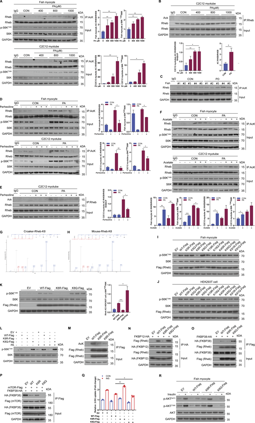 PA enhances acetylation of Rheb at lysine 8 (K8) to induce mTORC1 activation and insulin resistance. (A) Immunoblotting of Rheb acetylation and S6K phosphorylation in fish myocytes and C2C12 myotubes treated with the indicated concentrations of PA for 12 h (n = 3 independent wells per treatment). IP was performed with anti-AcK beads. (B) Immunoblotting of Rheb acetylation in C2C12 myotubes treated with the indicated concentrations of PA for 12 h (n = 3 independent wells per treatment). IP was performed with an antibody to Rheb. (C) Immunoblotting of Rheb acetylation in the muscle of fish fed CON or PO diet (n = 5 fish per group). IP was performed with anti-AcK beads. (D) Immunoblotting of Rheb acetylation and S6K phosphorylation in fish myocytes and C2C12 myotubes treated with control or 25 μM perhexiline maleate treatment in the presence or absence of 500 μM PA for 12 h (n = 3 independent wells per treatment). IP was performed with anti-AcK beads. (E) Immunoblotting of Rheb acetylation in C2C12 myotubes treated with control or 25 μM perhexiline maleate treatment in the presence or absence of 500 μM PA for 12 h (n = 3 independent wells per treatment). IP was performed with an antibody to Rheb. (F) Immunoblotting of Rheb acetylation and S6K phosphorylation in fish myocytes and C2C12 myotubes treated with 25 mM sodium acetate in the presence or absence of 500 μM PA for 12 h (n = 3 independent wells per treatment). IP was performed with anti-AcK beads. (G and H) Representative MS/MS spectrum of acetylated K8 peptides of Rheb in croaker (G) or mouse (H). (I) The activity of mTORC1 signaling was analyzed by immunoblotting in fish myocytes transfected with the indicated plasmids. (J) The activity of mTORC1 signaling was measured by immunoblotting in HEK293T cells transfected with the indicated plasmids. (K) The activity of mTORC1 signaling was measured by immunoblotting in Rheb KO HEK293T cells transfected with the indicated plasmids (n = 3 independent wells per treatment). (L) The activity of mTORC1 signaling was measured by immunoblotting in Rheb KO HEK293T cells transfected with the indicated plasmids and then treated with or without 500 μM PA for 12 h (n = 3 experimental replicates). (M) Immunoblotting of Rheb acetylation in HEK293T cells transfected with the indicated plasmids. IP was performed with anti-Flag beads. (N) HEK293T cells were transfected with plasmids as indicated and the protein was extracted for Co-IP to assay the interaction between Rheb and FKBP12. IP was performed with anti-HA beads. (O) HEK293T cells were transfected with plasmids as indicated, and the protein was extracted for Co-IP to assay the interaction between Rheb and FKBP38. IP was performed with anti-Flag beads. (P) HEK293T cells were transfected with plasmids as indicated, and the protein was extracted for Co-IP to assay the interaction between mTOR and FKBP38. IP was performed with anti-Flag beads. (Q) Insulin-stimulated glucose uptake was measured by 2-DG uptake assays in fish myocytes transfected with the indicated plasmids (n = 3 independent wells per treatment). (R) AKT phosphorylation levels were assayed by immunoblotting in fish myocytes (n = 3 experimental replicates). Cells were transfected with the indicated plasmids and then stimulated with 100 nM insulin for 5 min. The results are presented as the mean ± SEM and were analyzed using independent t tests (*P < 0.05, **P < 0.01, ***P < 0.001). Source data are available for this figure: SourceData F5. Refer to the image caption for details.