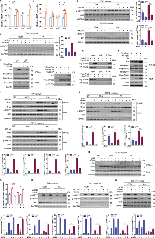 Tip60 interacts with and acetylates Rheb to regulate mTORC1 activity and insulin sensitivity under PA condition. (A) Relative mRNA levels of acetyltransferase genes (cbp, gcn5, pcaf, and tip60) were analyzed by quantitative PCR in fish myocytes under control or 500 μM PA treatment for 12 h (n = 3 independent wells per treatment). (B) Relative mRNA levels of acetyltransferase genes (cbp, gcn5, pcaf, and tip60) were analyzed by quantitative PCR in C2C12 myotubes with control or 500 μM PA treatment for 12 h (n = 3 independent wells per treatment). (C) Immunoblotting of S6K phosphorylation in fish myocytes and C2C12 myotubes treated with control or 150 μM MG149 treatment in the presence or absence of 500 μM PA for 12 h (n = 3 independent wells per treatment). (D) The activity of mTORC1 signaling was measured by immunoblotting in C2C12 myotubes transfected with control siRNA or siRNA against Tip60 under control or 500 μM PA treatment (n = 3 independent wells per treatment). (E) HEK293T cells were transfected with plasmids as indicated, and the protein was extracted for co-immunoprecipitation (Co-IP) to assay the interaction between Rheb and Tip60. IP was performed with anti-Flag beads or anti-HA beads. (F) HEK293T cells were transfected with FLAG-Rheb together with or without HA-Tip60 plasmids in the presence or absence of PA, and the acetylation levels of Rheb and the phosphorylation levels of S6K were measured via immunoblotting. IP was performed with anti-Flag beads. (G) HEK293T cells were transfected with plasmids as indicated, and acetylation levels of Rheb were measured via immunoblotting. IP was performed with anti-Flag beads. (H) In vitro acetylation assay was conducted by incubating recombinant protein Rheb purified from E. coli with Tip60-HA protein immunopurified from HEK293T cells in HAT buffer at 37°C for 1 h. (I) Immunoblotting of Rheb acetylation and S6K phosphorylation in fish myocytes and C2C12 myotubes treated with control or 150 μM MG149 treatment in the presence or absence of 500 μM PA for 12 h (n = 3 independent wells per treatment). (J) Immunoblotting of Rheb acetylation and S6K phosphorylation in C2C12 myotubes transfected with control siRNA or siRNA against Tip60 and then treated with or without 500 μM PA for 12 h (n = 3 independent wells per treatment). (K) Immunoblotting of Rheb acetylation in C2C12 myotubes transfected with control siRNA or siRNA against Tip60 and then treated with or without 500 μM PA for 12 h (n = 3 independent wells per treatment). IP was performed with an antibody to Rheb. (L) Insulin-stimulated glucose uptake was measured by 2-DG uptake assays in fish myocytes treated with control or 150 μM MG149 in the presence or absence of 500 μM PA for 12 h (n = 3 independent wells per treatment). (M) AKT phosphorylation levels were assayed by immunoblotting in fish myocytes and C2C12 myotubes (n = 3 experimental replicates). Cells were pretreated with control or 150 μM MG149 treatment in the absence or presence of 500 μM PA for 12 h and then stimulated with 100 nM insulin for 5 min. (N) AKT phosphorylation levels were assayed by immunoblotting in C2C12 myotubes (n = 3 experimental replicates). Cells were transfected with control siRNA or siRNA against Tip60 and pretreated with control or 500 μM PA for 12 h, and then stimulated with 100 nM insulin for 5 min. The results are presented as the mean ± SEM and were analyzed using independent t tests (*P < 0.05, **P < 0.01, ***P < 0.001). Source data are available for this figure: SourceData F6.