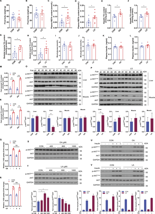 OA and LA have no effect on systemic and cellular glucose homeostasis and insulin sensitivity. (A–N) Fish were fed CON, OO or LO diet for 10 wk. After 12 h fasting, final body weight and blood glucose were measured; plasma, liver, and muscle samples were collected. (A and B) Final body weight of fish fed CON, OO, or LO diet for 10 wk (n = 10 fish per group). (C and D) Plasma nonesterified free fatty acid (NEFA) of fish fed different diets (n = 8 fish per group). (E–H) TG levels in the liver (E and F) and skeletal muscle (G and H) were tested in fish after treatment with different diets (n = 6 fish per group). (I–L) Blood glucose (I and J) and plasma insulin levels (K and L) were detected in fasted fish fed different diets (n = 6 fish per group). (M and N) TG levels in fish myocytes were analyzed under control, 500 μM OA or 500 μM LA treatment for 12 or 24 h (n = 3 independent wells per treatment). (O and P) Phosphorylation levels of AKT in the liver and skeletal muscle of fish fed different diets were measured by immunoblotting (n = 6 fish per group). (Q and R) Insulin-stimulated glucose uptake of fish myocytes was measured by 2-DG uptake assays under control, 500 μM OA or 500 μM LA treatment for 12 h (n = 3 independent wells per treatment). (S and T) Phosphorylation levels of AKT in fish myocytes were evaluated by immunoblotting in the presence of the indicated concentrations of OA or LA for 12 h (n = 3 independent wells per treatment). (U and V) Phosphorylation levels of AKT in fish myocytes were detected by immunoblotting (n = 3 independent wells per treatment). Cells were pretreated with control, 500 μM OA or 500 μM LA for 12 h, and then stimulated with 100 nM insulin for 5 min. The results are presented as the mean ± SEM and were analyzed using independent t tests (*P < 0.05; **P < 0.01, ***P < 0.001). Source data are available for this figure: SourceData FS1.