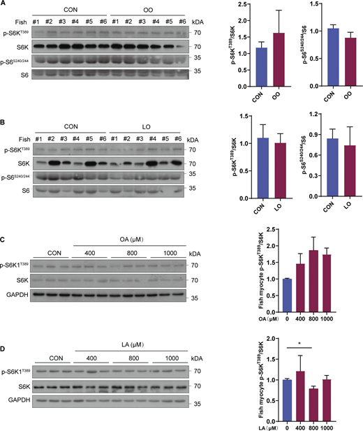 OA and LA have no effect on mTORC1 activity. (A and B) mTORC1 pathway activity was measured by immunoblotting for the phosphorylation of S6K and S6 in skeletal muscle of fish fed CON, OO, or LO diet for 10 wk (n = 6 fish per group). (C and D) mTORC1 pathway activity was analyzed by immunoblotting in fish myocytes treated with the indicated concentrations of OA or LA for 12 h (n = 3 independent wells per treatment). The results are presented as the mean ± SEM and were analyzed using independent t tests (*P < 0.05). Source data are available for this figure: SourceData FS2.