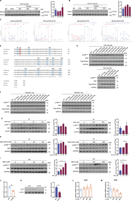 Tip60 regulates mTORC1 activity and insulin sensitivity through acetylating Rheb at lysine 8 (K8) under PA treatment. (A and B) Immunoblotting of Raptor acetylation in fish myocytes (A) and C2C12 myotubes (B) with the indicated concentrations of PA for 12 h (n = 3 independent wells per treatment). (C) Representative MS/MS spectrum of acetylated K97, K102, K161, or K169 peptides of Rheb in mouse. (D) Sequence alignment of Rheb from the human, mouse, and large yellow croaker. The red box indicated the conserved lysine 8 (K8) and the blue boxes indicated the conserved lysine 5 (K5), lysine 19 (K19), lysine 45 (K45), lysine 91 (K91), lysine 102 (K102), lysine 109 (K109), lysine 120 (K120), lysine 135 (K135), lysine 151 (K151), lysine 169 (K169), and lysine 178 (K178). (E) The activity of mTORC1 signaling was analyzed by immunoblotting in fish myocytes transfected with the indicated plasmids. (F) The activity of mTORC1 signaling was measured by immunoblotting in HEK293T cells transfected with the indicated plasmids. (G) The activity of mTORC1 signaling was measured by immunoblotting in C2C12 myotubes treated with the indicated concentrations of CBP/P300 inhibitor C646 under control or 500 μM PA treatment for 12 h (n = 3 independent wells per treatment). (H) The activity of mTORC1 signaling was tested by immunoblotting in C2C12 myotubes treated with the indicated concentrations of CBP/P300 inhibitor spermidine under control or 500 μM PA treatment for 12 h (n = 3 independent wells per treatment). (I) The activity of mTORC1 signaling was tested by immunoblotting in C2C12 myotubes treated with the indicated concentrations of GCN5 inhibitor MB-3 under control or 500 μM PA treatment for 12 h (n = 3 independent wells per treatment). (J and K) Relative mRNA (J) and protein (K) levels of Tip60 were analyzed by quantitative PCR and immunoblotting in C2C12 myotubes transfected with control siRNA or siRNA against Tip60 for 48 h (n = 3 independent wells per treatment). (L and M) Relative mRNA levels of tip60 were analyzed by quantitative PCR in fish myocytes under the indicated concentrations of OA (L) or LA (M) treatment for 12 h (n = 3 independent wells per treatment). The results are presented as the mean ± SEM and were analyzed using independent t tests (*P < 0.05, **P < 0.01). Source data are available for this figure: SourceData FS4.