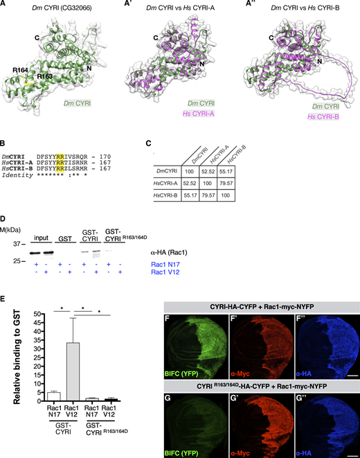 Drosophila CYRI binds activated Rac1 and controls lamellipodial protrusions. (A–A″) Comparisons of the highly similar structures and topologies of (A) CG32066 with human (A′) CYRI-A and (A″) CYRI-B based on AlphaFold2 protein structure predictions (Jumper et al., 2021). As recently shown by crystal structure analysis CYRI proteins comprised solely of α-helices (Kaplan et al., 2020; Yelland et al., 2021). Note the model contains the two highly conserved arginines at positions 163 and 164 (marked in yellow) in the fly protein corresponding to R161 and R162 in human CYRI-B. (B) Sequence alignment of Drosophila CG32066, human CYRI-A, and CYRI-B shows conservation of the arginines at positions 163 and 164. (C) Comparative sequence analysis between CG32066 and human CYRI-A and CYRI-B proteins. The numbers refer to Clustal W sequence alignment score (Thompson et al., 1994). (D) Pull-down experiments with GST-CYRI proteins. GSH-sepharose-bound GST-CYRI (wild type or R163/164D mutant) were preloaded with GDP or GTPγS and incubated with lysate from S2R+ cells transfected with either constitutively activated Rac1-V12 or dominant-negative Rac1-N17 construct. (E) Quantification of (D) from three independent experiments. Signals were normalized to GST. Mean ± SD. Statistical analysis using one-way ANOVA with Tukey’s multiple comparisons. * P <0.05. (F) Visualization of CYRI and Rac1 BIFC interaction in wing imaginal discs. Maximum intensity projection images of wing imaginal discs expressing the indicated Split-YFP construct combinations in the en-Gal4 pattern. Expression of transgenes is verified by antibody staining as indicated. Anterior is to the left. (G) Co-expression of Rac1-myc-NYFP and wild type CYRI-HA-CYFP leads to reconstitution of YFP, whereas (G) co-expression of Rac1-myc-NYFP and mutant CYRI-R163/164D-HA-CYFP does not show YFP fluorescence. Three independent experiments for each genotype were performed. Scale bars represent 50 µm. Source data are available for this figure: SourceData F1. Refer to the image caption for details.