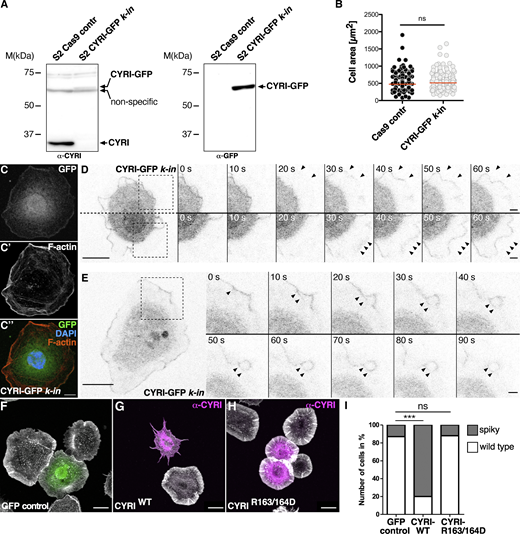 Drosophila CYRI controls lamellipodial protrusions. (A) Insertion of a GFP-tag at the 3′ end of the cyri gene in S2 cells using CRISPR/Cas9-mediated genome editing. Lysates from control cells and cells expressing CYRI-GFP were probed on a Western blot using an anti-CYRI (left) or anti-GFP (right) antibody. (B) Quantification of spread cell area, Cas9 S2 control: n = 200 cells; S2 CYRI-GFP knock-in: n = 200 cells; To evaluate statistical significance, the Mann–Whitney test was used and the following P value (two- tailed) was obtained: P value: ns < 0.05. (C–C″) Confocal images of CRISPR/Cas9-edited S2 cells expressing CYRI-GFP (C endogenous GFP; green) stained with phalloidin-Alexa568 (C′ red) and DAPI (C″ blue). Scale bars represent 10 µm. (D and E) Time-lapse fluorescence microscopy images of S2 CYRI-GFP knock-in cells. Images were taken at indicated timepoints. Black arrowheads mark lamellipodial protrusions in D and macropinocytic structures in E enriched for endogenous CYRI-GFP. Scale bar represents 10 µm. (F–H) Confocal images of S2R+ cells stained with phalloidin-Alexa488 (grey) and an anti-CYRI antibody (magenta) transfected with (F) an EGFP, (G) a wild type CYRI (CYRIWT) or (H) a mutant CYRI-R163/164D construct. (I) Quantification of cells showing a spiky cell morphology. n = 100 cells for each genotype from three independent transfection experiments. Two-sided Fisher’s exact test was used. P value: *** P < 0.0001; ns: > 0.05. Source data are available for this figure: SourceData F2.