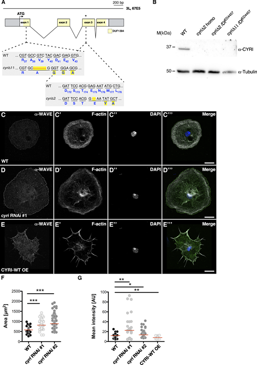 Loss of CYRI controls lamellipodia spread of macrophages. (A) Schematic overview of the cyri gene locus. Exons encoding parts of the DUF1394 domain are highlighted in yellow. The target sequence for CRISPR/Cas9 gene modification and generated cyri deletions, cyriΔ2 and cyriΔ11 is depicted. (B) Loss of cyri mutants were validated by western blot analysis using a specific anti-CYRI antibody. Lysates from ten ovaries of wild type and different mutant flies were analyzed. Anti-tubulin signal served as a loading control. (C–E) Confocal images of (C) wild type; (D) cyri RNAi depleted (E) CYRI-WT overexpressing macrophages stained for endogenous WAVE (α-WAVE; green), F-actin (grey), and DAPI (blue). Scale bars represent 10 µm. (F) Quantification of spread cell area of pre-pupal hemocytes (wild type: 30 cells; cyri RNAi #1: 89 cells; cyri RNAi #2: 85 cells.). Statistical significance was evaluated using one-way-ANOVA (Kruskal–Wallis test) followed by Dunn’s Multiple Comparison test. P value: <0.0001 (***). The red bar represents the median. Three independent transfection experiments were performed. (G) Quantification of immunofluorescent anti-WAVE intensity at the leading edge of wild type (n = 30 cells), cyri RNAi depleted macrophages (two different RNAi transgenes #1 and #2; each n = 29 cells) and macrophages overexpressing a wild type CYRI transgenes (CYRI-WT OE, n = 30 cells) normalized to background fluorescence. One-way-ANOVA test was performed. For multiple comparison, the test was corrected after Dunnett. P = *(0.033), **(0.002), ***(0.001). Quantification was done from three independent experiments. Source data are available for this figure: SourceData F3.