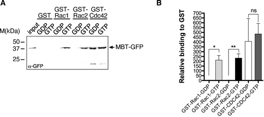 A new GFP-based sensor for active Rac1 and Rac2. (A) Pull-down experiments with recombinant GST, GST-Rac1, -Rac2, and -Cdc42 proteins. GSH-sepharose-bound GST-Cdc42 was preloaded with GDP or GTP γS and incubated with S2 cell lysate transfected with MBT-GFP. Bead-bound complexes were probed for binding of MBT-GFP protein by an anti-GFP antibody. (B) Quantification of (A) from three independent experiments. Signals were normalized to GST. Mean ± SD. To evaluate statistical significance, the Mann-Whitney test was used and following P values (two- tailed) were obtained: P value: ** <0.001, * <0.05 and ns > 0.05. Source data are available for this figure: SourceData FS2.