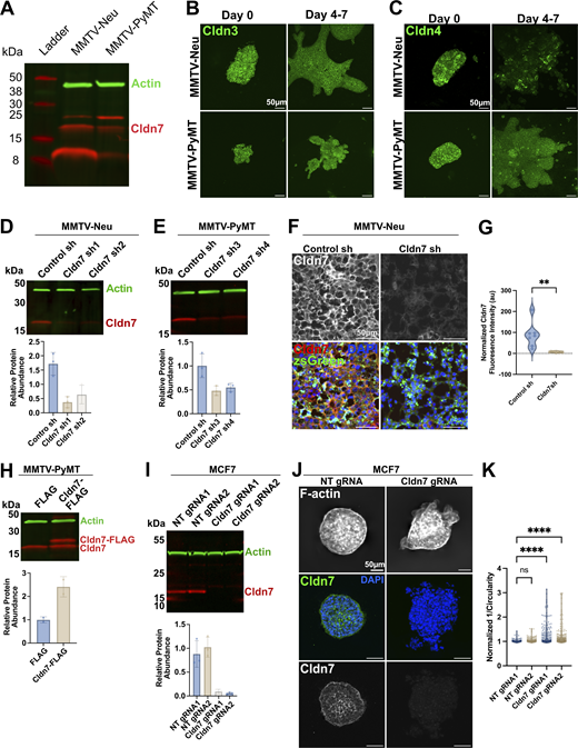 Claudin expression and genetic perturbation in luminal models of breast cancer. (A) Western blot of protein lysate isolated from MMTV-Neu and MMTV-PyMT derived tumor organoids. (B) Representative images of organoids derived from the MMTV-Neu (top) and MMTV-PyMT (bottom) GEMMs of breast cancer before (left) and after the invasion (right). Organoids were immunostained for Cldn3. (C) Representative images of organoids derived from the MMTV-Neu (top) and MMTV-PyMT (bottom) GEMMs of breast cancer before invasion (left) and after invasion (right). Organoids were immunostained for Cldn4. (D) Western blot (top) depicting knockdown efficiency of lentiviral shRNA constructs. Protein lysates were isolated from organoids after transduction with lentivirus and puromycin selection. Quantification (bottom) of blots was carried out on three independent replicates. (E) Western blot of protein lysate isolated from MMTV-PyMT organoids expressing either control (non-target) or Cldn7 targeting shRNA (top) and quantification of protein levels (bottom). (F) Representative images of tumor tissue sections obtain from tumors generated by orthotopic transplant of control (non-targeted) shRNA or Cldn7 shRNA MMTV-Neu organoids. Tumors displayed heterogenous zsGreen expression, therefore zsGreen positive regions were used for analysis. Tumor sections were immunostained for Cldn7 and zsGreen. (G) Quantification of Cldn7 fluorescence intensity. Control, n = 7, r = 3; Cldn7 sh, n = 9, r = 3, **P = 0.0011. (H) Western blot (top) of MMTV-PyMT derived organoids transduced with either empty vector (FLAG) control or Cldn7-FLAG constructs. Quantification (bottom) of western blots using two biological replicates (r = 2). (I) Western blot of protein lysate obtained from control and Cldn7 knockout cell lines. NT = non-target gRNA (top). Quantification of western blot (bottom). (J) Representative images of MCF7 spheroids cultured in the 3D collagen I invasion assay stained for F-actin (phalloidin) and Cldn7. (K) Inverse circularity quantification of control and Cldn7 knockout MCF7 spheroids. NTgRNA1, n = 292, r = 4; NTgRNA2, n = 335, r = 4; Cldn7 gRNA1, n = 288, r = 4; Cldn7 gRNA2, n = 335, r = 4. ****P < 0.0001. Source data are available for this figure: SourceData FS1.