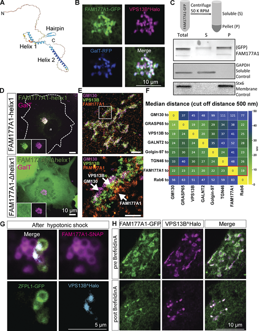FAM177A1 is a protein neighbor of VPS13B in the Golgi complex. (A) Alphafold2 prediction of human FAM177A1 structure. (B) COS7 cells expressing VPS13B^Halo, FAM177A1-GFP, and GalT-RFP showing that FAM177A1 is localized at the Golgi complex. (C) Western blot analysis of soluble cytosolic fraction and total membrane faction of HeLa cells expressing FAM177A1-GFP. GAPDH was used as a soluble control, Stx6 as a membrane control protein. (D) Top panel: Co-expression of FAM177A1-helix1-GFP and GalT-RFP in COS7 cells. Bottom panel: Co-expression of FAM177A1-Δhelix 1-GFP and GalT-RFP in COS7 cells. Scale bar = 10 µm. (E) FLASH-PAINT performed in HeLa cells expressing VPS13B^GFP and FAM177A1-Halo and immunolabeled with anti-GFP, anti-halo, and anti-GM130 antibodies. (F) Median distances between super-resolved signals of different Golgi complex targets. Only signals closer than 500 nm to each other were considered. (G) Snapshots of COS7 cells expressing FAM177A1-SNAP, ZFPL1-GFP, and GalT-RFP treated with water for 10 min. Scale bar = 5 µm. (H) Snapshots of HeLa cells expressing FAM177A1 GFP and VPS13B^Halo before and after BFA (5 µg/ml for 50 min) treatment. Scale bar = 10 µm. Source data are available for this figure: SourceData F2.