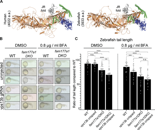 A partnership of fam177a1 and vps13b in zebrafish. (A) Alphafold2 prediction of human VPS13B and zebrafish Vps13b. (B) Representative images of WT and fam177a1a;fam177a1b DKO (fam177a1DKO) zebrafish embryos that are either uninjected or injected with vps13b gRNAs/Cas9. The left panel shows embryos treated with DMSO at 6 hpf until 25 hpf whereas right panel shows embryos treated with 0.8 µg/ml BFA at 6 hpf until 25 hpf. (C) Quantifications of tail length results shown in B. Data are shown as means ± SEM, Unpaired, two-tailed t tests. n.s., not significant. ****P < 0.0001; ***P < 0.001; **P < 0.01.