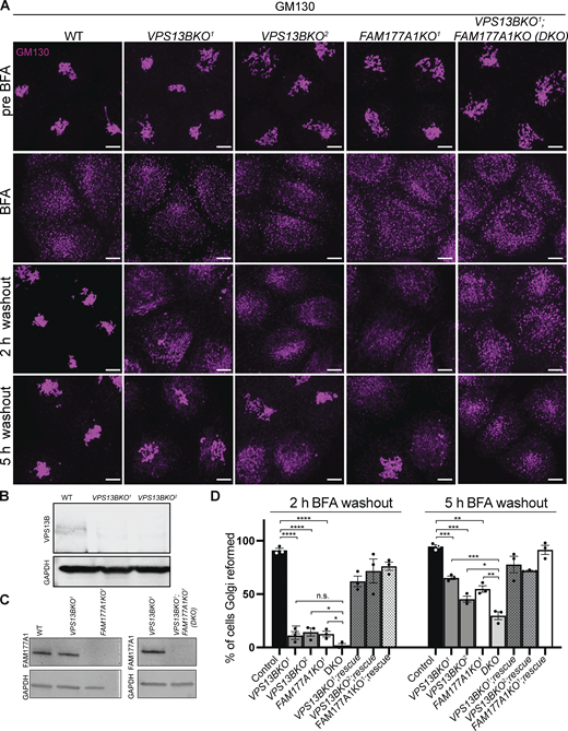 Loss of VPS13B and FAM177A1 leads to delay in Golgi complex reformation after BFA treatment. (A) Anti-GM130 immunofluorescence of WT, VPS13BKO1, VPS13BKO2, FAM177A1KO, and FAM177A1; VPS13B DKO cells before incubation with BFA, after 1 h in BFA (5 µg/ml), and after subsequent washings as indicated; superscripts indicate different clones. Scale bar = 10 μm. (B and C) Western blots of total cell homogenates showing loss of the VPS13B band and/or the FAM177A1 band in the KO clones. GAPDH was used as a gel loading control. (D) Quantification of Golgi complex reformation in cells with the indicated genotypes after BFA washout for 2 or 5 h. “Rescue” refers to the exogenous expression of the knocked-out protein. Data are mean ± SEM n = 3 per condition, in each condition 75–100 cells were quantified. Unpaired, two-tailed t tests. NS, not significant. ****P < 0.0001; ***P < 0.001; **P < 0.01; *P < 0.05. Source data are available for this figure: SourceData F3.