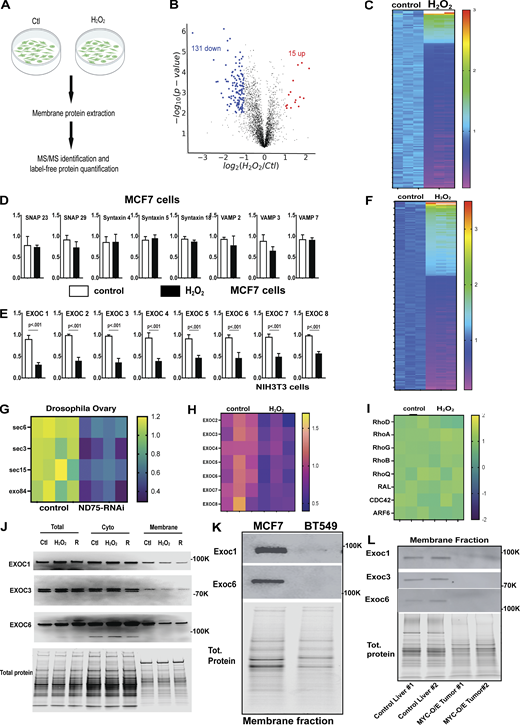 ROS prevents exocyst binding to the membrane. (A) A diagram describing the MCF7 cell model used to examine the impact of a 30-min ROS exposure on the membrane proteome. (B) A volcano plot examining the changes in membrane proteome caused by ROS exposure (FDR < 0.05). (C) A heat map depicting the expression changes of the top 100 most differentially regulated proteins in membranes isolated from ROS-exposed cells (FDR < 0.05). (D) Protein abundances for several common membrane proteins in control and H2O2-treated cells. (E) Membrane abundances for exocyst complex components in control and H2O2-treated MCF7 cells (FDR < 0.05). (F) A heat map showing the top 100 most differentially regulated proteins in membrane fraction from 3T3 cells and 3T3 treated with H2O2. (G) A heat map representing proteomic-based measurements of the detectable subunits of the exocyst complex from membrane fractions isolated from Drosophila eggs. (H) A heat map representing proteomic-based measurements of the detectable subunits of the exocyst complex from membrane fractions isolated from NIH3T3 cells. (I) A heat map representing proteomic-based measurements of known exocyst regulators from membrane fractions isolated from MCF7 cells. (J) Western blot validation for EXOC 1 and 6 from MFC7 total cell lysate, cytosolic fractions, and purified membrane fractions. (K) Western blots examining the levels of Exoc1 and Exoc6 in membrane fractions from MCF7 cells and BT549 cells. (L) Western blots examining Exoc1, Exoc3, and Exoc6 levels in control liver and Myc-O/E hepatic tumors. Student’s t test was used for all pairwise comparisons, and one-way ANOVA was used for all experiments containing >2 sample groups. Error bars represent the standard deviation. Source data are available for this figure: SourceData F4. Refer to the image caption for details.