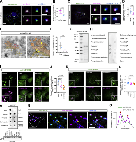 PI4P is required for the association of VPS13B with the Golgi. (A) Representative images of a fixed HeLa cell transiently expressing VPS13B^sfGFP (green) and stained with GM130 antibody (magenta) and TGN46 antibody (blue) upon nocodazole treatment (5 μg/ml; 60 min) with two insets on the right. (B) Pearson’s correlation coefficient of VPS13B^sfGFP versus the cis-/medial Golgi (GM130) or the trans-Golgi (TGN46) in three independent experiments (n = 10 cells). Mean ± SD. Two-tailed unpaired Student’s t test. (C) Representative images of a fixed HeLa cell transiently expressing GFP-B4GALT1-TM (blue) stained with VPS13B antibody (green) and GM130 antibody (magenta) upon nocodazole treatment (5 μg/ml; 60 min) with two insets on the right. (D) Pearson’s correlation coefficient of endogenous VPS13B versus the cis-/medial Golgi (GM130; 19 cells) or the trans-Golgi (B4GALT1-TM; 18 cells) in three independent experiments. Mean ± SD. Two-tailed unpaired Student’s t test. (E) Representative EM micrograph of a cryosection of a fixed HeLa cell with endogenous VPS13B labeled by immunogold beads with an inset shown on the right. Yellow arrowheads denote VPS13B signals on the cis-/medial Golgi. (F) Number of immunogold particles in the Golgi and other cellular compartments (mitochondria, LDs, and lysosomes). Total 168 immunogold particles from six ROIs from six cells were quantified. (G) Coomassie blue staining of purified His tagged VPS13B PH domain. (H) The PIP Strip assays using purified His-VPS13B-PH as in G. (I) Representative images of a fixed HeLa cell stained with VPS13B antibody (green) and GM130 antibody (magenta) upon control (DMSO), PAO (10 μM; 30 min), LY294002 (300 μM; 30 min) treatments with insets. (J) Pearson’s correlation coefficient of endogenous VPS13B versus the Golgi upon treatment with DMSO (10 cells), PAO (11 cells), and LY294002 (11 cells) in three independent experiments as in I. Ordinary one-way ANOVA with Tukey’s multiple comparisons test. Mean ± SD. (K) Representative images of a fixed HeLa cell stained with VPS13B antibody (green) and GM130 antibody (magenta) upon control (DMSO; top), VPS34in (1 μM; 6 h), and Wortmannin (10 μM; 6 h) treatments with insets. (L) Pearson’s correlation coefficient of endogenous VPS13B versus the Golgi upon treated with DMSO (10 cells), VPS34-IN (11 cells), Wortmannin (9 cells) in 3 independent experiments as in K. Ordinary one-way ANOVA with Tukey’s multiple comparisons test. Mean ± SD. (M) Dot blot assay showing cellular PI4P levels upon treatments of DMSO, VPS34-IN, Wortmannin, LY294002, PAO, scrambled siRNA, siPI4KA, siPI4KB, and siPI4KA+B. Tubulin is used as the load control shown on the bottom. (N) Representative images of fixed HeLa cells transiently expressing GFP-VPS13B-PH (magenta) stained by VPS13B antibody (green) and GM130 antibody (blue) with insets on the right. The yellow arrow denotes an endogenous VPS13B punctum on the Golgi. (O) Line-scan analysis for N with red arrows indicating GFP-VPS13B-PH foci while a green arrow denoting anti-VPS13B foci on a Golgi ribbon. Scale bar, 10 μm in the whole cell images and 2 μm in the insets in A, C, I, K, and N. 2 μm in E. Source data are available for this figure: SourceData F1.