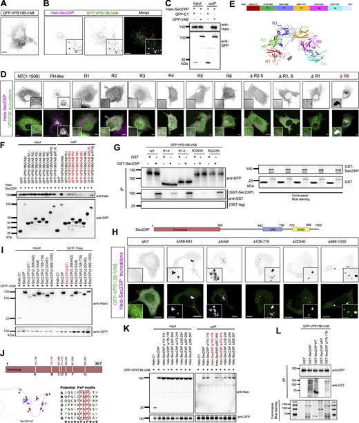 The VAB domain of VPS13B is responsible for the interaction with Sec23IP. (A and B) Representative images of live HeLa cells expressing GFP-VPS13B-VAB (green) alone (A) or coexpression of GFP-VPS13B-VAB (green) and Halo-Sec23IP (magenta) (B) with insets. (C) coIP assays showed an interaction between GFP-VPS13B-VAB and Halo-Sec23IP in HEK293 cells. (D) Representative images of live HeLa cells expressing indicated GFP-VPS13B-VAB truncations (green) and Halo-Sec23IP (magenta) with insets. (E) The schematic diagram and AlphaFold-predicted structure of six repeats in the VAB domain of VPS13B. (F) coIP assays showing interactions between indicated GFP-VPS13B-VAB truncations and Halo-Sec23IP in HEK293 cells. (G) Pulldown assays showing direct interactions between purified GFP-VPS13B-VAB, GFP-VAB-R1-4, GFP-R1-5, or two disease-associated missense mutants (N2993S and R3223W) and purified GST-Sec23IP. (H) Top: domain organization of Sec23IP. Bottom: representative images of live HeLa cells expressing indicated Halo-Sec23IP truncations (magenta) and GFP-VPS13B-VAB (green) with insets. (I) coIP assays showing interactions between indicated Halo-Sec23IP truncations and GFP-VPS13B-VAB in HEK293 cells. (J) AlphaFold predicted structures of Sec23IP-NT showing the locations of potential PxP Vps13-interaction motifs with partial matches to the consensus ϕxx ϕxPxPϕxϕ, where ϕ is a hydrophobic residue. (K) coIP assays showing interactions between indicated Halo-Sec23IP mutations and GFP-VPS13B-VAB in HEK293 cells. (L) Pulldown assays showing direct interactions between GFP-VPS13B-VAB and purified indicated GST-Sec23IP truncations. Red stars denoted purified proteins. Scale bar, 10 μm in the whole cell images and 2 μm in the insets in A, B, D, and H. Source data are available for this figure: SourceData F3.