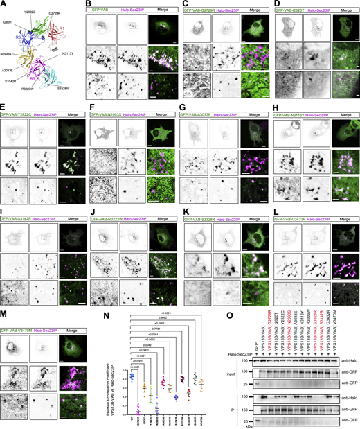Cohen disease–associated point mutants on VPS13B-VAB domain impaired the interaction with Sec23IP. (A) The disease-associated missense mutants indicated in the AlphaFold-predicted structures of VPS13B-CT. (B–M) Representative images of live HeLa cells expressing GFP-VPS13B-VAB containing these disease-associated mutants (green) and Halo-Sec23IP (magenta) with two insets on the bottom. (N) Pearson’s correlation coefficient of disease mutants of GFP-VPS13B-VAB versus Halo-Sec23IP as shown in B–M in three independent experiments. Ordinary one-way ANOVA with Tukey’s multiple comparisons test. Mean ± SD. (O) coIP assays showed interactions between these disease mutants of GFP-VPS13B-VAB and Halo-Sec23IP as in B–M in HEK293 cells. Scale bar, 10 μm in the whole cell images and 2 μm in the insets in B–M. Source data are available for this figure: SourceData F4. Refer to the image caption for details.