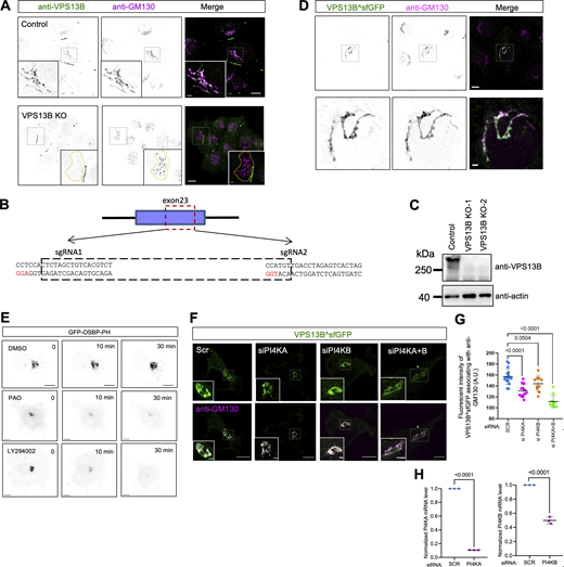 Supplementary data toFig. 1. (A) Representative images of a fixed control (top) or VPS13B KO HeLa cell (bottom) stained with VPS13B antibody (green) and GM130 antibody (magenta) with insets. (B) CRISPR knock-out of VPS13B in HeLa cells (VPS13B-KO). Two sgRNAs are used with the underlined letters, indicating the PAMs (AGG for sgRNA1 and TGG for sgRNA2) for spCas9. (C) Western blots of two VPS13B-KO clones from (B). (D) Representative images of fixed HeLa cells transiently expressing VPS13B^sfGFP (green) stained with GM130 antibody (magenta) with an inset on the bottom. (E) Representative images of live HeLa cells transiently expressing a PI4P probe (GFP-OSBP-PH) upon control (DMSO; top), PAO (middle; 10 μM), and LY294002 (bottom; 300 μM) treatments with three timepoints (0, 10 min, 30 min). (F) Representative images of live HeLa cells transiently expressing VPS13B^sfGFP (green) upon either PI4KA, PI4KB, or PI4KA+B siRNA treatments with insets. (G) Fluorescent intensity of VPS13B^sfGFP in Golgi area as shown in F based on at least 10 cells for each group from three independent experiments. Ordinary one-way ANOVA with Tukey’s multiple comparisons test. Mean ± SD. (H) qPCR assays indicated the efficiency of siRNA-mediated suppression of PI4KA and PI4KB from three independent experiments as in F. Mean ± SD. Two-tailed unpaired Student’s t test. Scale bar, 10 μm in the whole cell images and 2 μm in the insets in A and D–F. Source data are available for this figure: SourceData FS1.