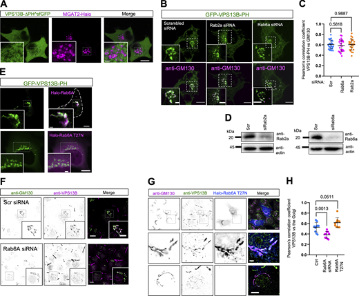 The Golgi localization of VPS13B appears not to be independent of Rab2A or Rab6A. (A) Representative images of live HEK293 cells transiently expressing VPS13B-ΔPH^sfGFP (green) and MGAT2-Halo (magenta) with an inset on the bottom. (B) Representative images of live HeLa cells transiently expressing GFP-VPS13B-PH (green) upon either Rab6A siRNA (top panel) or Rab2 siRNA (bottom panel) treatments with insets. (C) Pearson’s correlation coefficient of VPS13B-H versus GM130 as shown in B based on at least 20 cells from the three groups in three independent experiments. Ordinary one-way ANOVA with Tukey’s multiple comparisons test. Mean ± SD. (D) Western blots of Rab2A (left panel) and Rab6A (right panel) from B. (E) Representative images of live HeLa cells transiently expressing GFP-VPS13B-PH (green) along with either Halo-Rab6A (top panel) or Halo-Rab6A T27N (bottom panel) with an inset on the bottom. (F) Representative images of fixed HeLa cells stained with VPS13B antibody (magenta) and GM130 antibody (green) upon either scrambled (top panel) or Rab6A siRNA (bottom panel) treatments with insets. (G) Representative images of fixed HeLa cells expressing Rab6A T27N mutants stained with VPS13B antibody (magenta) and GM130 antibody (green). Two insets were shown on the bottom with or without Rab6A-T27N, respectively. (H) Pearson’s correlation coefficient of anti-VPS13B versus the Golgi as shown in F and G based on at least 10 cells from the three groups in 3 independent experiments. Ordinary one-way ANOVA with Tukey’s multiple comparisons test. Mean ± SD. Scale bar, 10 μm in the whole cell images and 2 μm in the insets in A, B, and E–G. Source data are available for this figure: SourceData FS2.