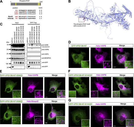 The association between VPS13B and VAPs. (A) Three predicted phospho-FFAT motifs in VPS13B. (B) Alphafold-predicted structures of VPS13B with the predicted phospho-FFAT motif (551-GSTNQQDFSSGKSEDLGTV) are highlighted in a red box. (C) coIP assays showed interactions between GFP-VPS13B-NT (1–1500aa) containing different point mutations in phospho-FFAT motifs and endogenous VAPs in HEK293 cells. (D–G) Representative images of HeLa cell expressing either WT or phosphomimic mutants of GFP-VPS13B-NT (green) along with Halo-VAPs (magenta). Scale bar, 10 μm in whole and 2 μm in insets in D–G. Source data are available for this figure: SourceData FS3.