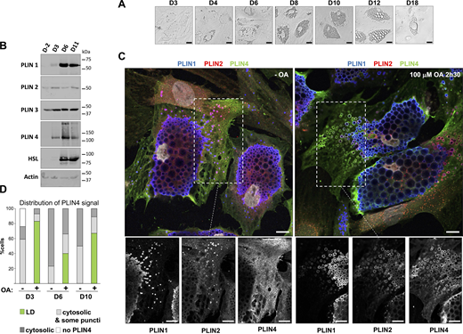 Analysis of endogenous PLINs in human adipocyte (TERT-hWA) cultures suggests different modes of interaction with LDs. (A) Time course of adipocyte differentiation. (B) Western blot analysis of adipocyte markers and PLINs during adipocyte differentiation. P: proliferation; D3, D6, and D11: day of differentiation. (C) Representative z sections obtained by confocal fluorescence microscopy of endogenous PLIN1 (blue), PLIN2 (red), and PLIN4 (green) in human adipocytes at day 10 of differentiation after immunofluorescence with specific antibodies, with the nuclei stained with DAPI (white). Bottom panels show the three protein channels in the indicated area. The cells were maintained in culture medium or fed with 100 µM oleic acid for 2.5 h before observation. Scale bar: 10 µm. (D) Quantification showing the fraction of cells with PLIN4 signal as indicated under the same conditions as in C. Four categories were defined: cells without detectable PLIN4; cells in which PLIN4 was entirely cytosolic; cells in which PLIN4 was mostly cytosolic but marked a few puncti (possible LDs); cells in which PLIN4 was LD-localized. N of cells quantified was 108 for D3 − OA, 104 for D3 + OA, 92 for D6 − OA, 92 for D6 + OA, 98 for D10 − OA and 93 for D10 + OA, from one of two representative experiments. See Fig. S1, B and C, for representative immunofluorescence images from D3 and D6 of adipocyte differentiation. Source data are available for this figure: SourceData F1.