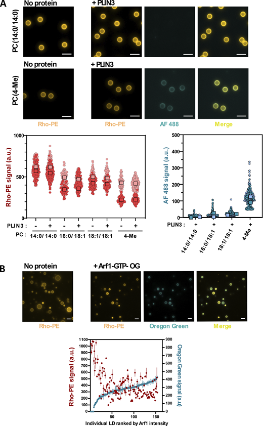 Binding of PLIN3 to PC bilayers and of Arf1 to PC-covered aLDs does not correlate with change in phospholipid coverage. (A) PLIN3 was incubated with 5 µm bead-supported bilayers made of PC of the indicated acyl chain composition. Images of Rho-PE and AF488 PLIN3 were taken using a fluorescence microscope and quantified with a Fiji macro. Data are shown as superplots (Lord et al., 2020). Light and dark symbols distinguish two experiments. Each small circle is one bead. The large squares show the mean. (B) Arf1-OG was incubated for 1 h on POPC-covered aLDs (containing Rho-PE as a tracer) in the presence of an excess of GTPγS and in the presence of EDTA to promote nucleotide exchange. Thereafter images of Arf1-OG and Rho-PE were taken with a fluorescence microscope. The plot on the right shows the individual fluorescence intensities of Arf1-OG and Rho-PE on 150 aLDs ranked according to Arf1-OG intensity. Source data are available for this figure: SourceData F7. Refer to the image caption for details.
