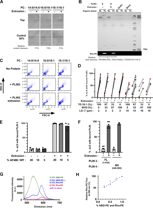Binding of PLIN3 and the amphipathic region of PLIN4 to aLDs requires surface tension. (A) Effect of extrusion on the binding of PLIN3 to PC-covered lipid droplets was assessed by separating aLDs from soluble protein by flotation followed by Sypro-orange staining to detect unlabeled PLIN3 in the aLD-containing top fraction. Extrusion: 1 µm. (B) HPTLC analysis of the PLIN3 + aLD sample, before and after extrusion (1 µm). NL, neutral fraction. PL, polar fraction. (C) Side scattering (SSC-H) versus forward scattering (FSC-H) diagrams of the same aLDs as that shown in Fig. 2 C. (D) Flow cytometry analysis of PLIN3 binding to PC-covered aLDs prepared with varying ratios of triolein and BVO. Droplet size: 2 µm or 10 µm. P values were calculated using a paired t test. n.s., P > 0.05, *P < 0.05, **P < 0.01, ***P < 0.001, ****P < 0.0001. (E) Flow cytometry analysis of PC-covered aLDs in the presence of varying ratios of AF488 PLIN3 versus unlabeled PLIN3. (F) Flow cytometry analysis of the binding of PLIN3 and of the AH region of PLIN4 on PC-covered aLDs. (G) Fluorescence emission spectra of PC(16:0/18:1)-covered aLDs (2 μm) containing no fluorescent lipids, 0.75 mol% NBD-PE, 0.75 mol% Rho-PE, or 0.75 mol% NBD-PE and Rho-PE. (H) Fluorescence at 590 nm of PC(16:0/18:1)-covered aLDs containing increasing % of NBD-PE and Rho-PE. The measurements were performed with decreasing amounts of aLDs to compensate for the increase in % of NBD-PE and Rho-PE, thereby keeping the concentration of the two fluorescent lipids constant. Source data are available for this figure: SourceData FS2.