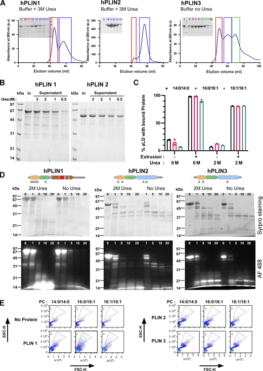 Purification and biochemical characterization of full-length human PLIN1, PLIN2, and PLIN3. (A) Last step of purification of PLIN1-3 on a Sephacryl S300 HR column. In the case of PLIN1 and PLIN2, the buffer contained 3 M urea. (B) Sedimentation assay to determine the concentration of urea (in M) at which PLIN1 and PLIN2 remain soluble. In: input. (C) Flow cytometry analysis of PLIN3 + PC-covered aLDs in the presence or absence of 2 M urea. The experimental conditions were as in Fig. 2, B and C. (D) Time course of limited proteolysis of AF488 PLIN1, AF488 PLIN2, and AF488 PLIN3 at 0 or 2 M urea in the presence of subtilisin (time in min). The same gel as in Fig. 4 A is shown here but visualized both by direct fluorescence and after Sypro orange staining. The upper drawings show the predicted domain organization of PLIN1/2/3 and the localization of endogenous cysteines. (E) Side scattering (SSC-H) versus forward scattering (FSC-H) diagrams of the same aLDs as shown in Fig. 3 A in the absence or in the presence of the indicated PLINs. With PLIN1 and PLIN2, the scattering diagrams lost part of the typical S shape observed with oil emulsions made of individual droplets (Fattaccioli et al., 2009), suggesting partial aggregation of the particles. Source data are available for this figure: SourceData FS3. Refer to the image caption for details.