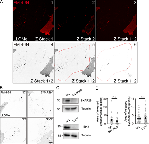 Related toFig. 3. (A) MEF shows the process of image analysis during statistics of extracellular lysosome structures marked with FM 4-64. MEF cells were treated with 2.5 mM LLOMe for 22 h then fixed with 4% PFA and stained with FM 4-64. Images were captured at two layers (Z = 0.0 μm and Z = 1.0 μm, A1 and A2), then stacked (A3) and converted into gray-value mode (A4). The extracellular region were marked in ImageJ FIJI (A5) and then the threshold was set to the baseline of signal intensity on retraction fibers and plasma membranes (A6). (B) Control, SNAP29−/−, and Syntaxin3−/− MEF cells were treated with 2.5 mM LLOMe for 22 h then fixed and stained with FM 4-64. The representative images were converted into gray-value mode. The scale bar denoted 20 μm. (C) Statistic results of the area of extracellular lysosomal structure of groups in B. Error bars denoted ± SEM from only one fixed-cell imaging experiment, 50 cells were analyzed for all groups. T test, NS = not statistically significant. (D) Western blot results of the samples from experiments in B. Knocking out efficiency of SNAP29 and Syntaxin3 was verified respectively. Source data are available for this figure: SourceData FS3.