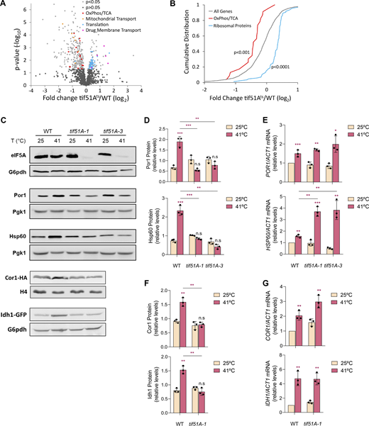 Proteomic analysis of eIF5A depletion shows downregulation of mitochondrial proteins. (A) Volcano plot showing the log2 fold change values (tif51Ats relative to wild-type) of 1,358 detected proteins plotted against their associated −log10 P values. tif51Ats stands for the average values obtained for the two eIF5A temperature-sensitive strains (tif51A-1 and tif51A-3). Dots representing individual proteins were divided in five different groups: P value >0.05 (black); P value <0.05 (grey); OXPHOS/TCA proteins (red); mitochondrial transport proteins (orange); translation proteins (blue); and drug membrane transport proteins (magenta). (B) Cumulative distributions of log2 fold changes of all proteins detected (grey), OXPHOS/TCA (red), and ribosomal proteins (blue). (C–G) Wild-type, tif51A-1, and tif51A-3 strains were cultured in YPD at 25°C until the early exponential phase and transferred to 25°C or 41°C for 4 h. eIF5A, Por1, Hsp60, Cor1, and Idh1 protein levels were determined by western blotting (C) and quantified (D and F). G6pdh levels were used as loading control. A representative image is shown from three independent experiments. (E and F)POR1, HSP60, COR1, and IDH1 mRNA relative levels were determined by RT-qPCR. Data information: In D–G, results are presented as mean ± SD from three independent experiments. The statistical significance was measured by using a two-tailed paired Student’s t test. *P < 0.05, **P < 0.01, ***P < 0.001. The asterisks located above the columns of the graph represent a comparison between 41°C and 25°C conditions within the same strain. The asterisks found at the top of the bars additionally indicate comparisons between the indicated strains at the same treatment condition. n.s means no significant differences. Source data are available for this figure: SourceData F1. Refer to the image caption for details.