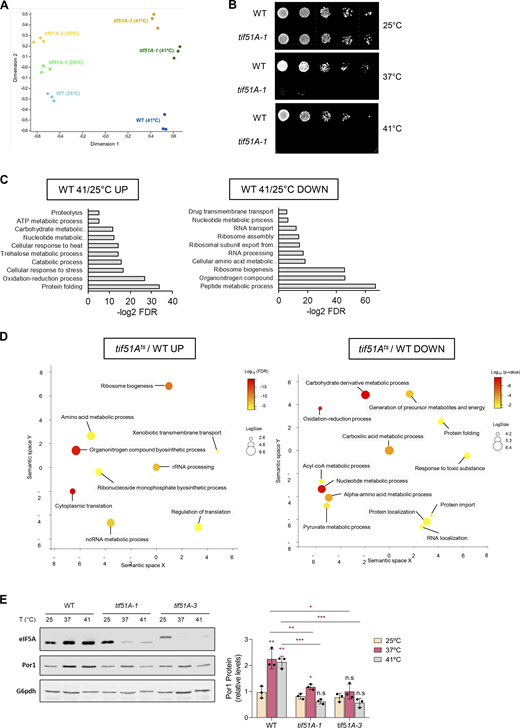 Proteomic analysis upon eIF5A depletion. (A) MDS-plot showing all replicates for each strain and condition studied in the proteomic analysis. (B) Growth of the wild-type and tif51A-1 strains was tested in YPD media at the indicated temperatures. (C) Biological process overrepresented in proteins up- or downregulated significantly in wild-type cells at 41°C. GO Term analysis was done using the STRING tool, and a total of 272 proteins up- (left) and 154 proteins downregulated (right) significantly in WT 41°C compared with WT 25°C were analyzed. (D) Biological process GO terms overrepresented in relative up- (left) or downregulated (right) proteins in tif51Ats versus WT. tif51Ats stands for the average values obtained for the two eIF5A temperature-sensitive strains (tif51A-1 and tif51A-3). GO term analysis was done using the STRING tool, in which a total of 292 proteins down- and 135 proteins upregulated significantly in at least one tif51Ats with respect to wild-type were analyzed. The web-based tool REVIGO was used to summarize the GO terms. Bubble color indicates the P value of the GO term in the input data set; bubble size indicates the frequency of the GO term in the underlying GO database. (E) Wild-type, tif51A-1, and tif51A-3 strains were cultured in YPD at 25°C until early exponential phase and transferred to 25°C, 37°C, or 41°C for 4 h. eIF5A and Por1 protein levels were determined by western blotting (left) and quantified (right). G6pdh levels were used as loading control. A representative image is shown from three independent experiments. Data information: In E, results are presented as mean ± SD from three independent experiments. The statistical significance was measured by using a two-tailed Student’s t test. *P < 0.05, **P < 0.001, ***P < 0.001. The asterisks located above the columns of the graph represent a comparison relative to 25°C conditions within the same strain. The asterisks found at the top of the bars additionally indicate comparisons between the indicated strains at the same treatment condition. n.s means no significant differences. Source data are available for this figure: SourceData FS1. Refer to the image caption for details.