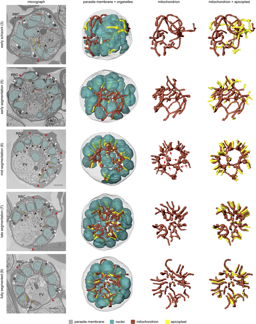 3D rendering of mitochondrion and apicoplast during different stages of schizogony. The first column contains representative micrograph images from different schizont stages. The numbers between brackets indicate the parasite ID number and detailed information can be found in Tables S2 and S3. The red blood cell (RBC) and food vacuole (FV) are indicated by their abbreviations. Rhoptries are indicated by white arrowheads, parasitophorous vacuole membrane is indicated by red arrowheads, and parasite membrane invaginations are indicated by black arrowheads. Scale bars, 1 μm. The second, third, and fourth columns contain 3D renderings of parasite membrane (gray, 5% transparency), nuclei (teal, 50% transparency), mitochondrion (red), and apicoplast (yellow). Red arrows indicate merozoite entrance bulins. Refer to the image caption for details.